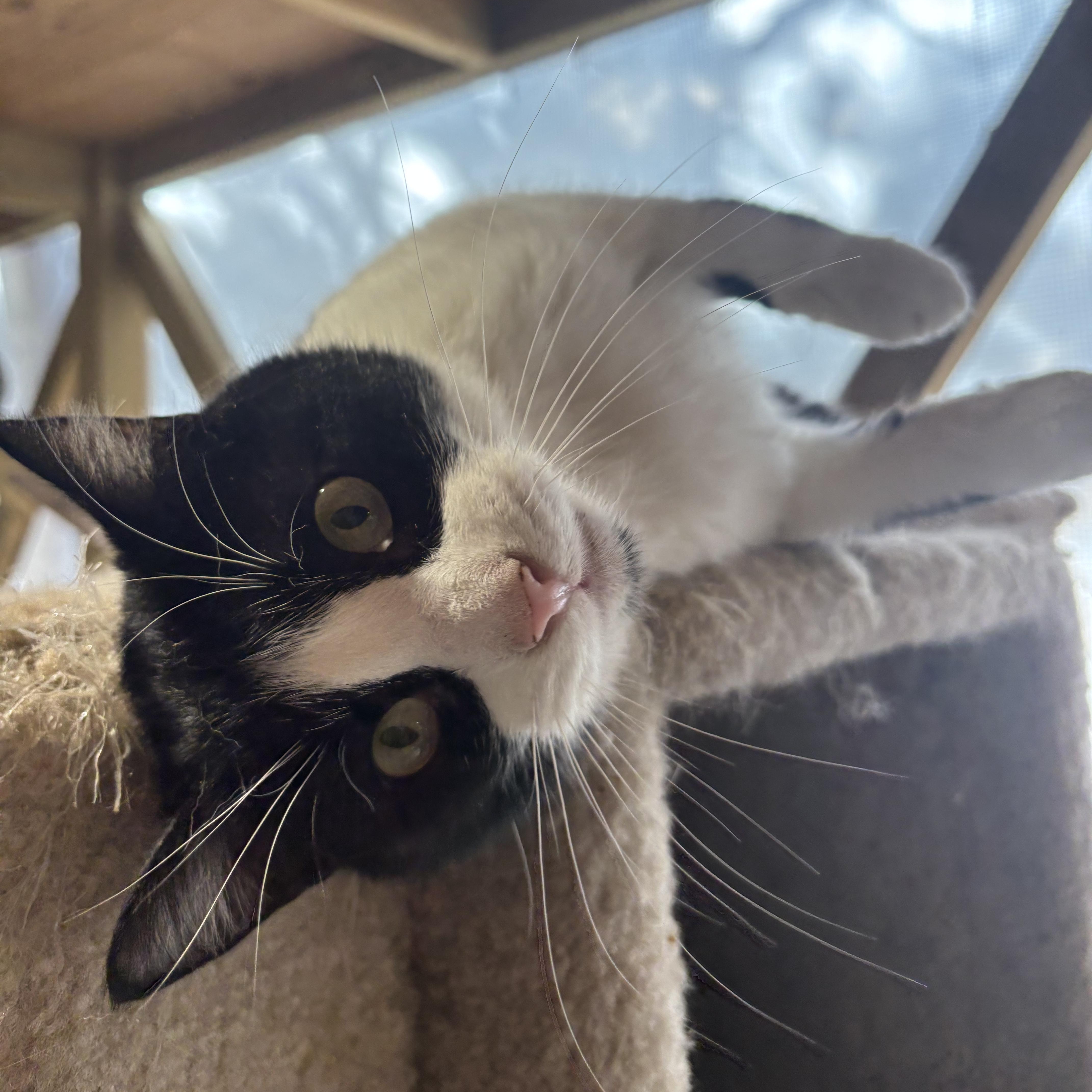 Rosarch, Adoptable, Adult Male Domestic Short Hair.