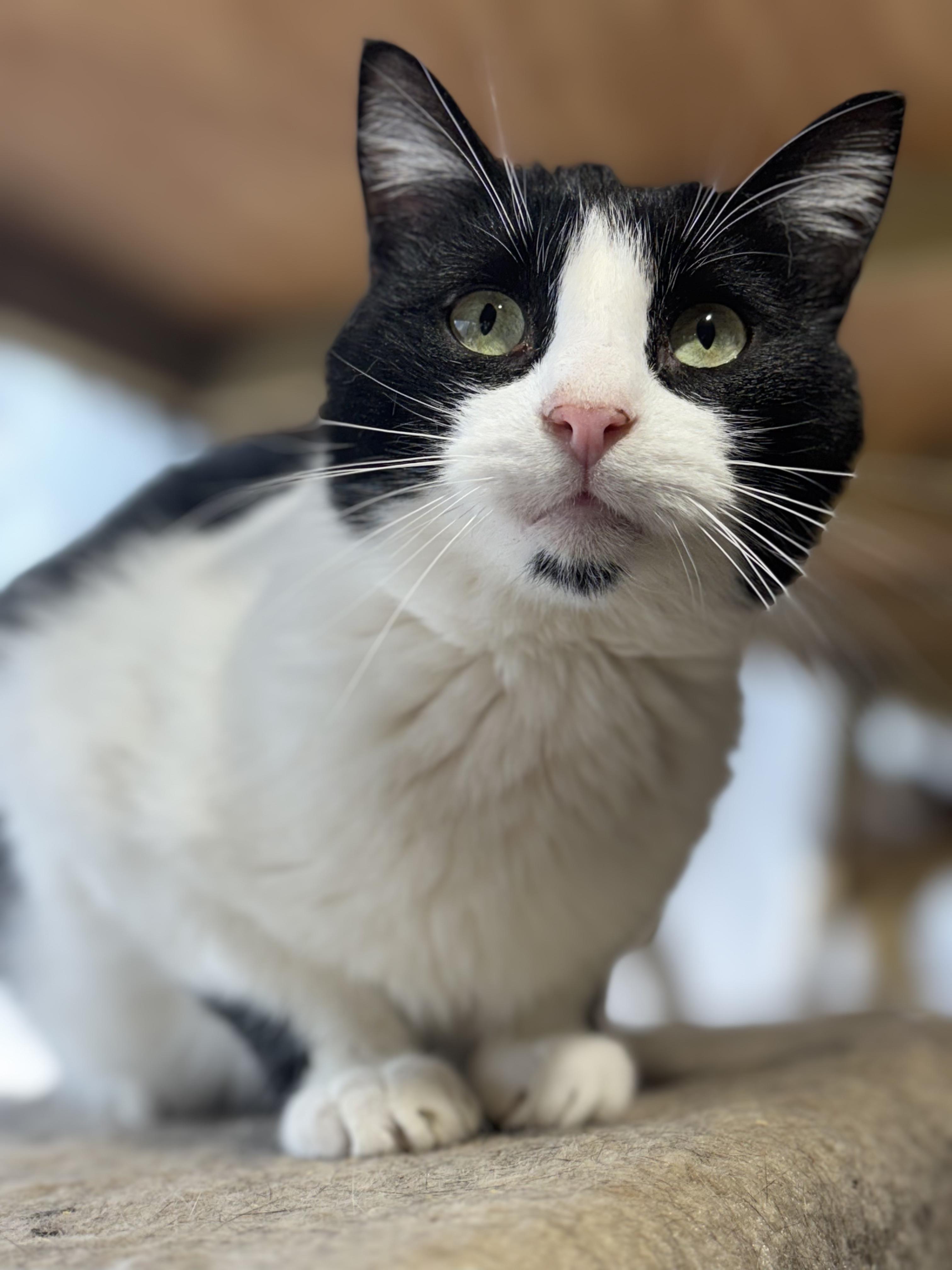 Rosarch, Adoptable, Adult Male Domestic Short Hair.