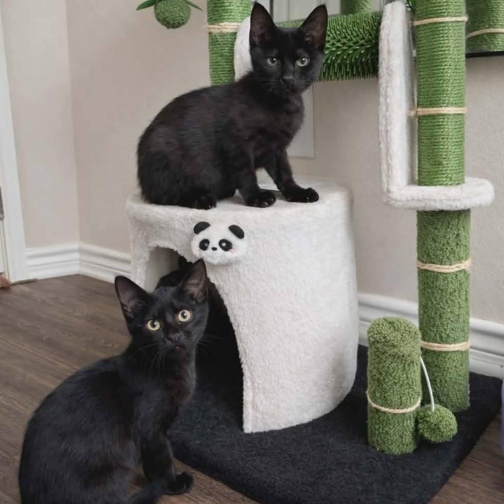 Enlarge Pip & Velvet, a ADOPTABLE Domestic Short Hair in Mabank, TX image 1/2