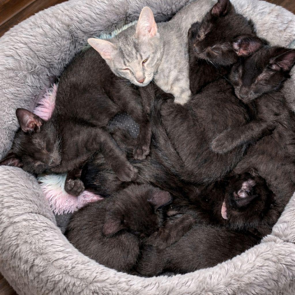 Pip, Velvet, & Cosmo, ADOPTABLE, Kitten Male Domestic Short Hair.