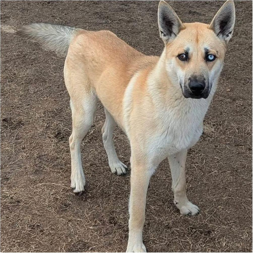 BINGO  Available NOW - ADOPTION or RESCUE!, Adoptable, Adult Male Mixed Breed.