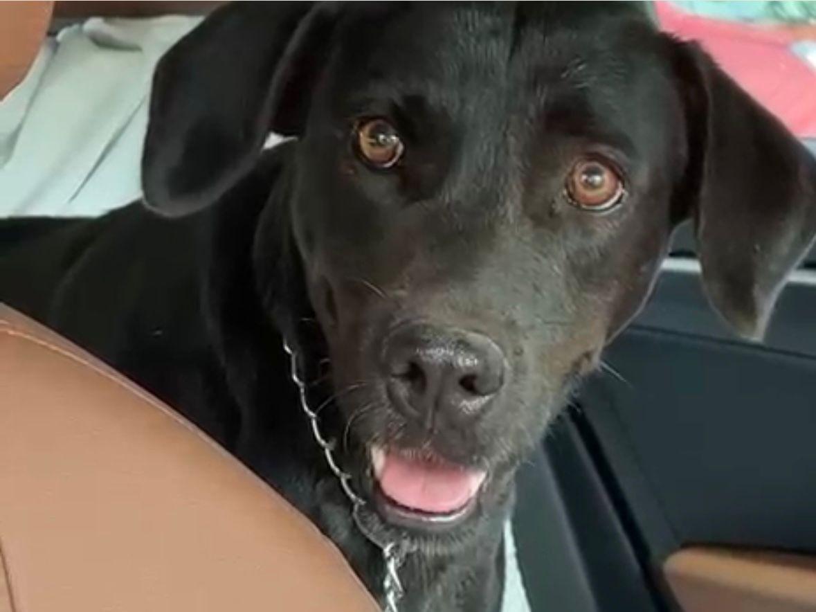 Coco, a ADOPTABLE mixed breed in Incline Village, NV image 1/5