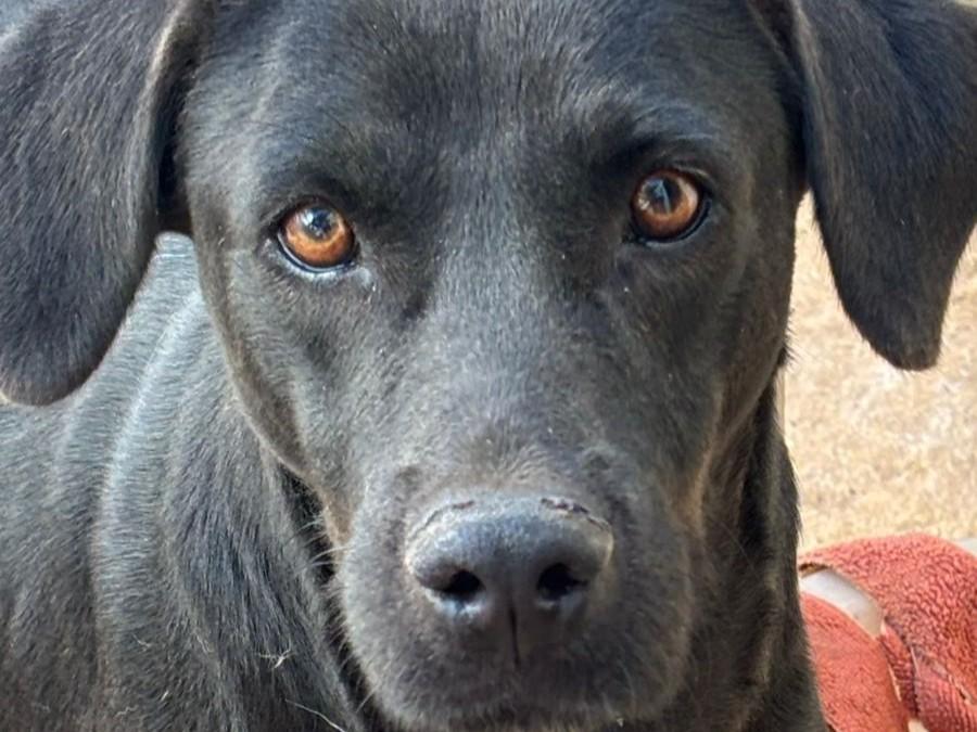 Coco, a ADOPTABLE mixed breed in Incline Village, NV image 4/5