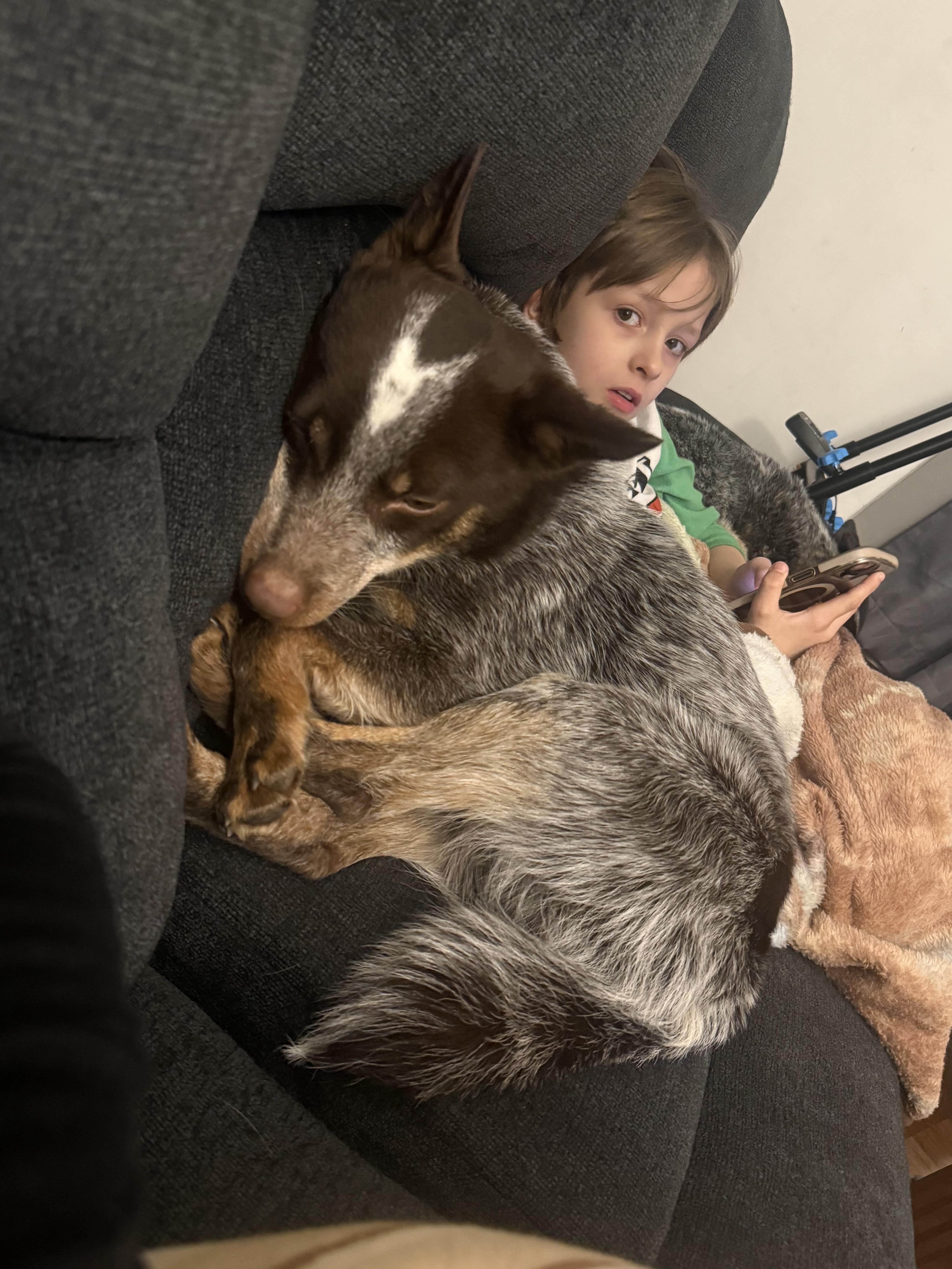 Enlarge Hank (CP), a ADOPTABLE Australian Cattle Dog / Blue Heeler in Clinton, IL image 2/3