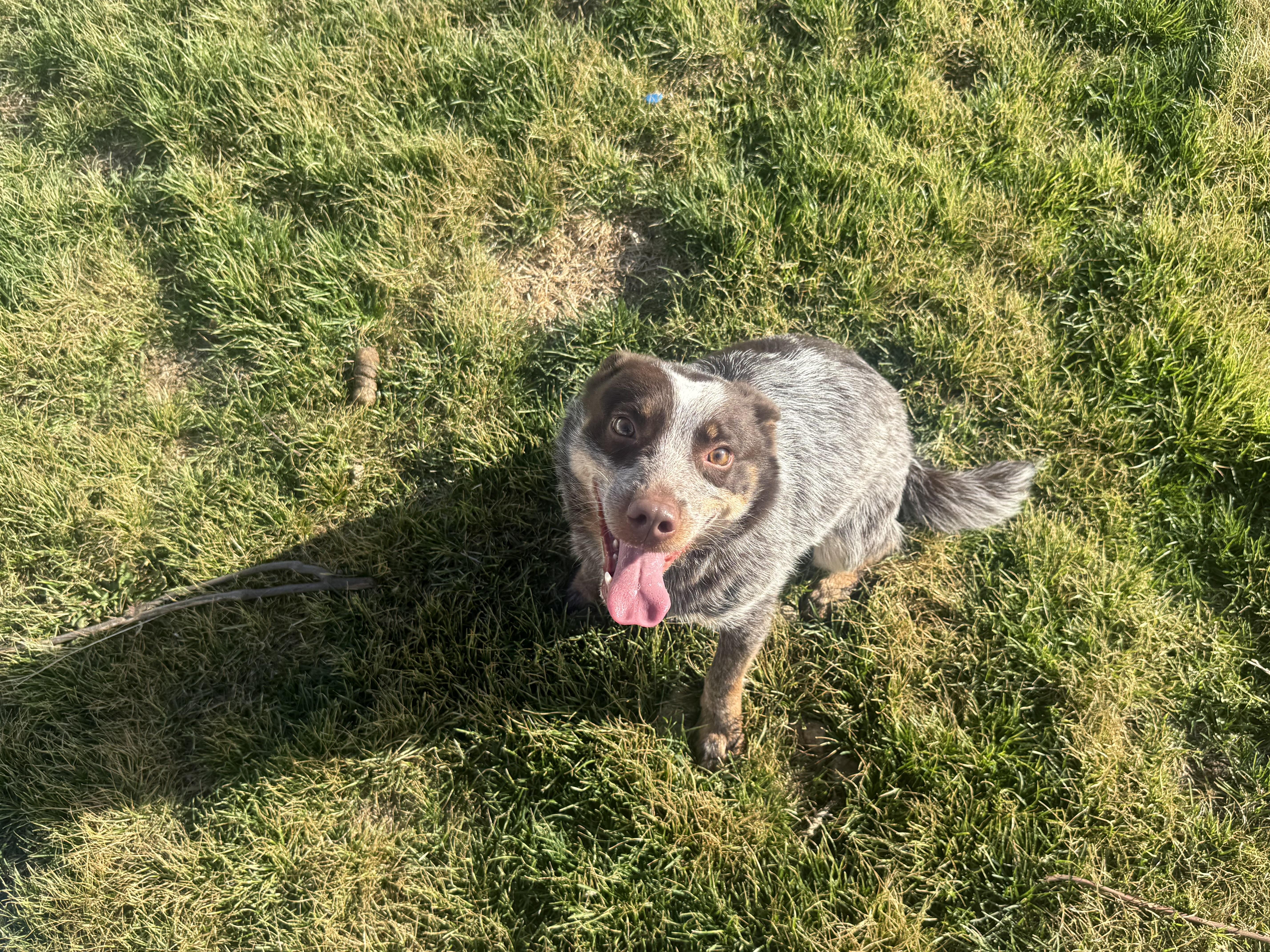 Hank (CP), ADOPTABLE, Young Male Australian Cattle Dog / Blue Heeler.