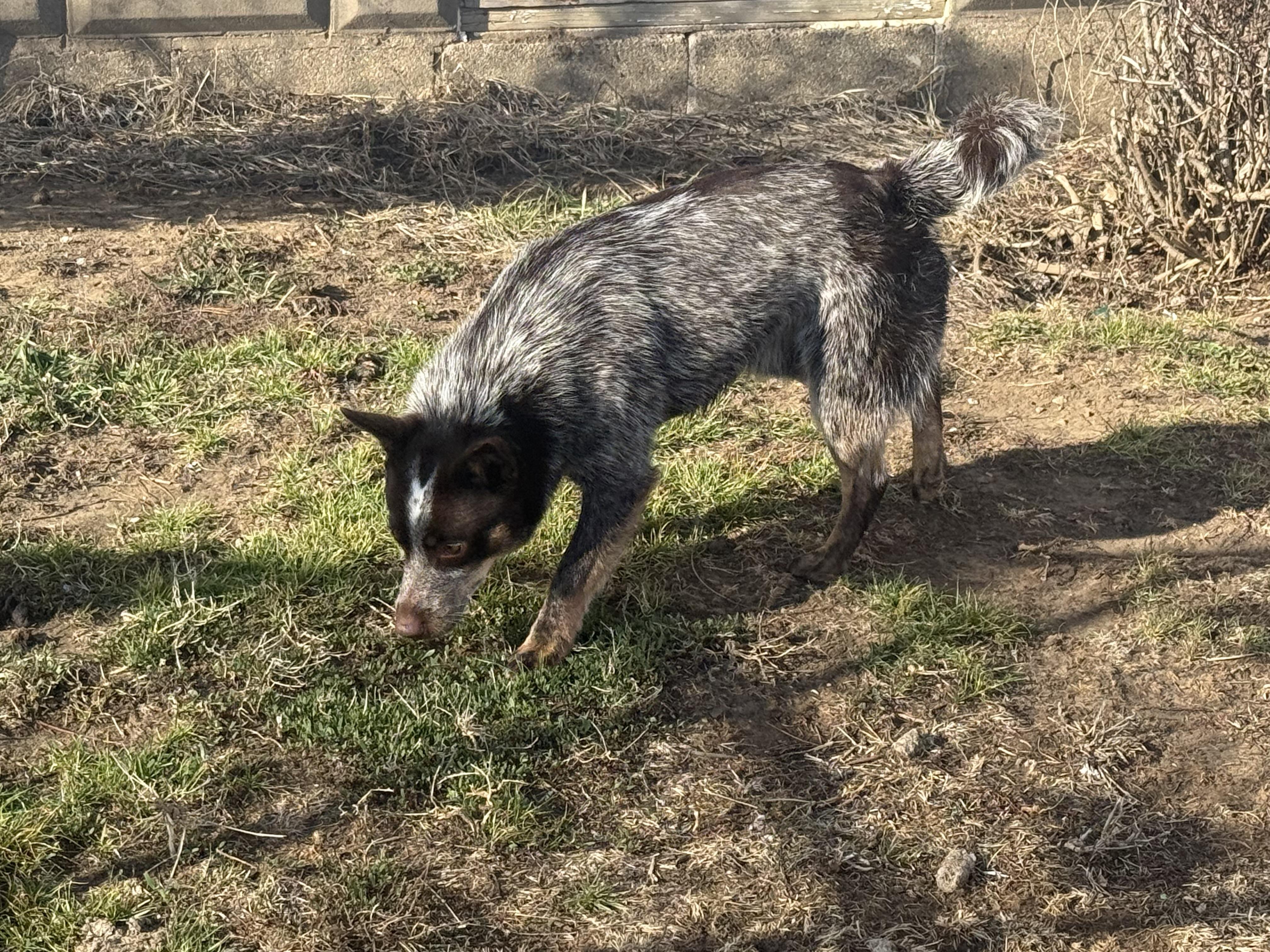 Enlarge Hank (CP), a ADOPTABLE Australian Cattle Dog / Blue Heeler in Clinton, IL image 3/3