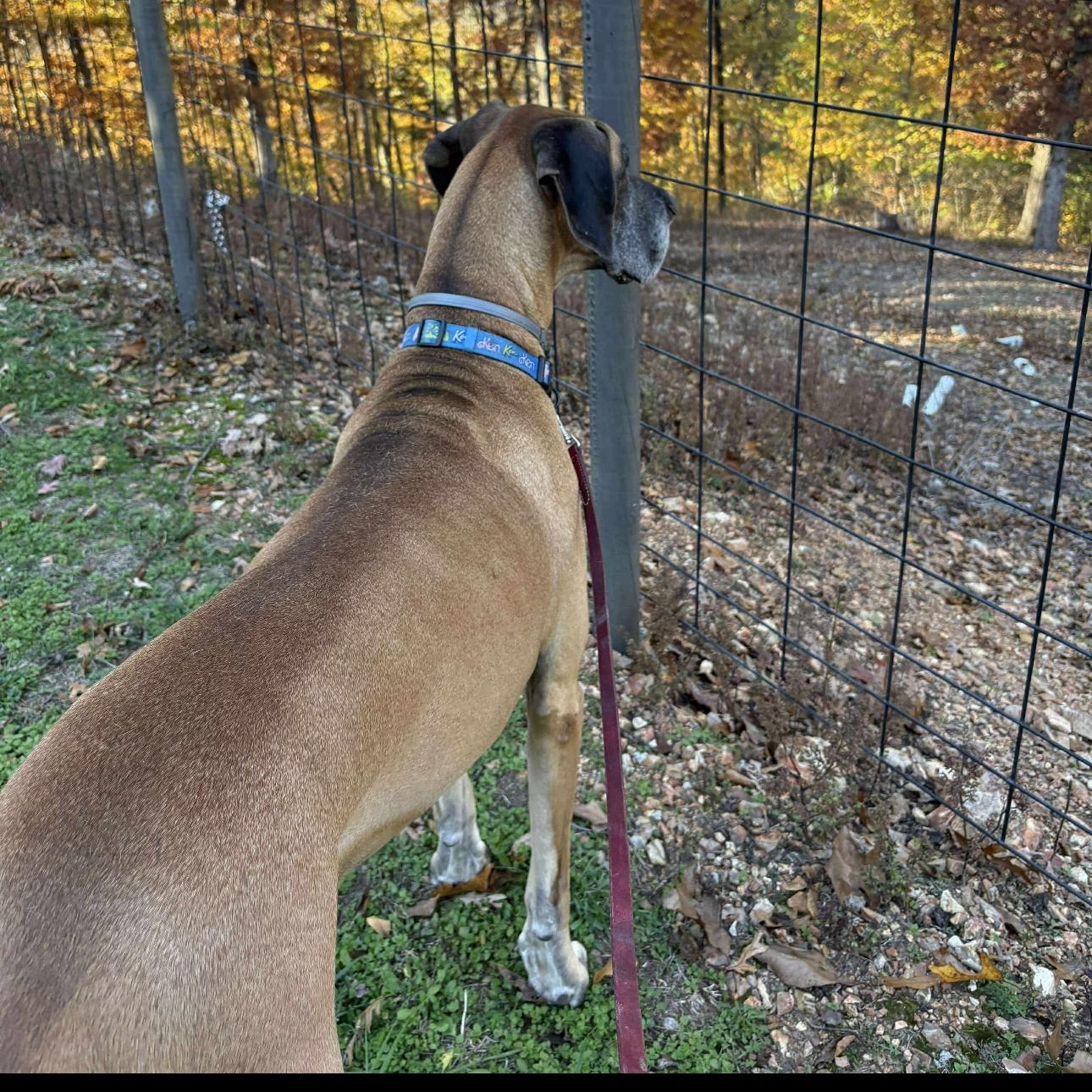 Enlarge 2109 Diesel, a Adopted Great Dane in Springfield, MO image 2/3