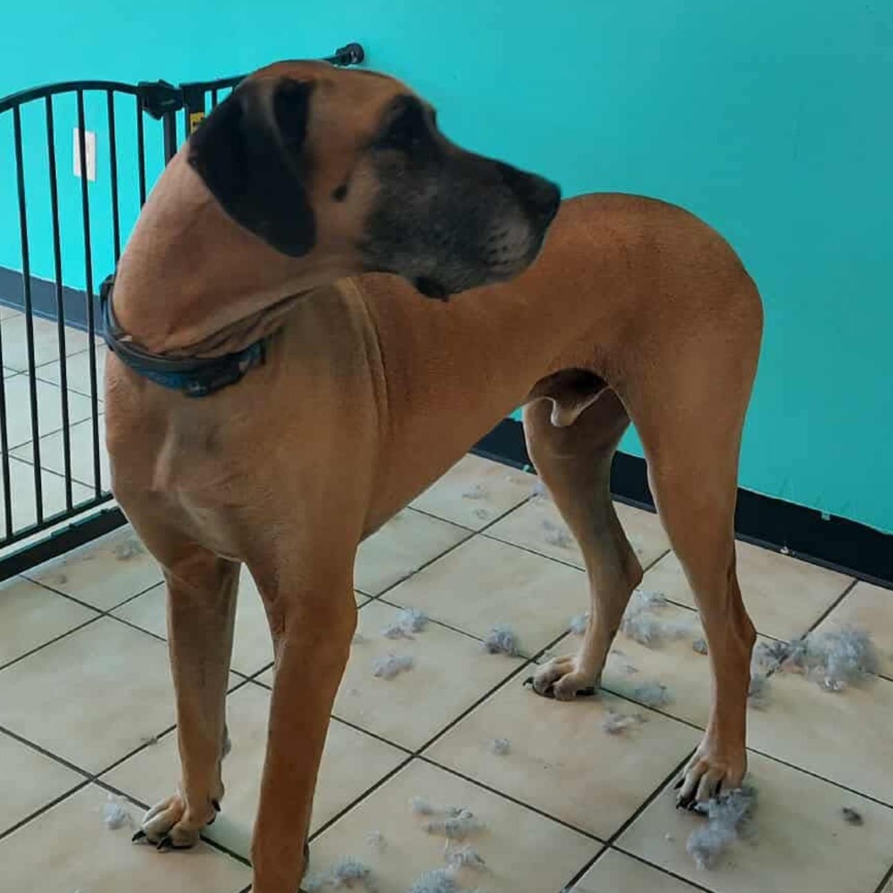 Enlarge 2109 Diesel, a Adopted Great Dane in Springfield, MO image 1/3