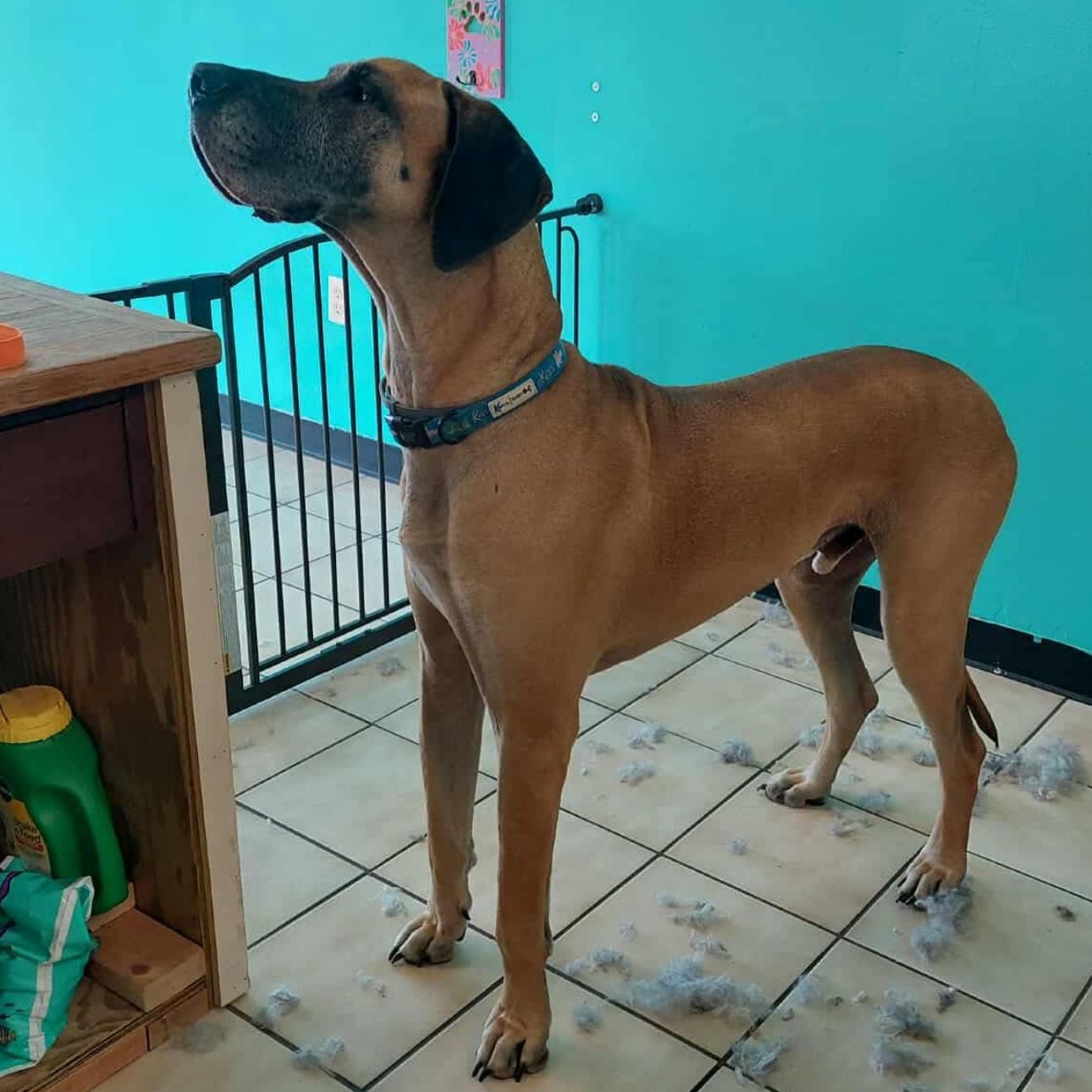 Enlarge 2109 Diesel, a Adopted Great Dane in Springfield, MO image 3/3