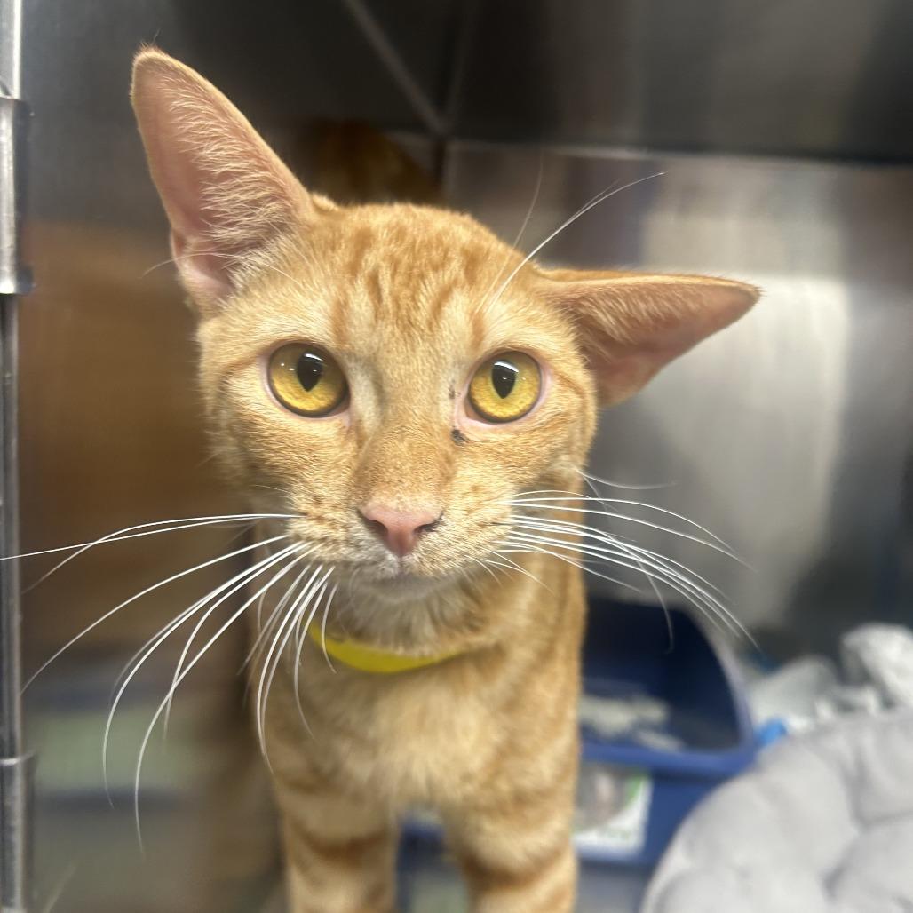 Dobby — thumbnail 2