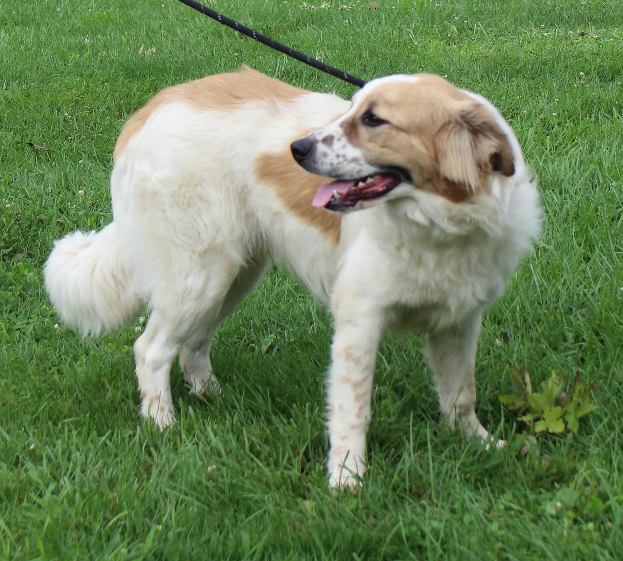 Dale (12204), an adopted mixed breed in Heath, OH image 2/2