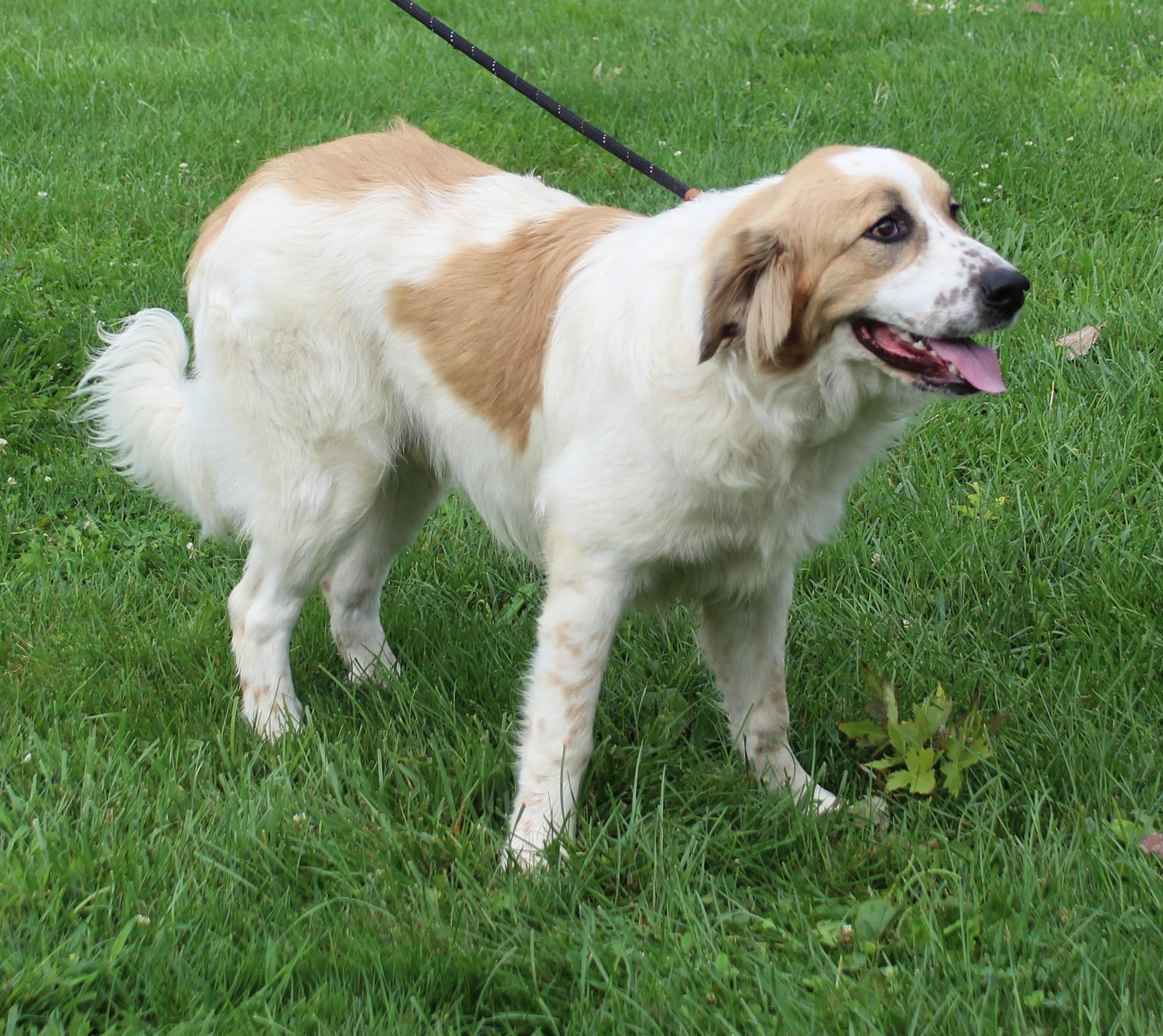 Dale (12204), adopted, Adult Male Great Pyrenees.