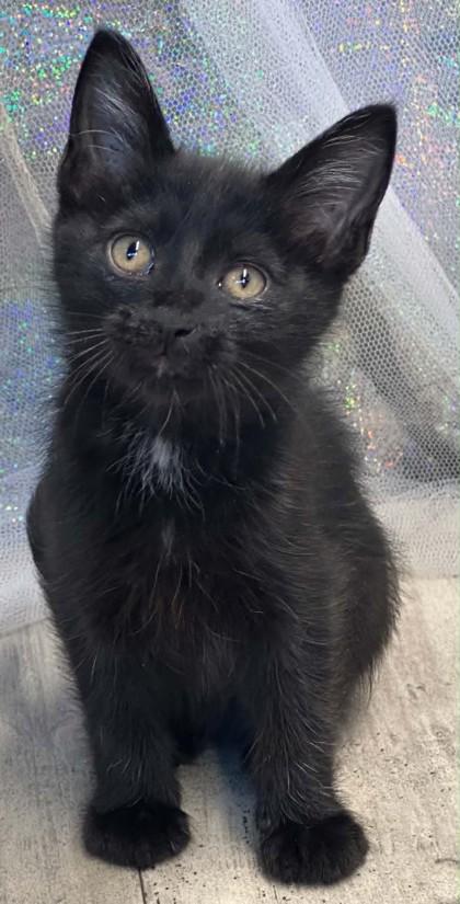 Eucalyptus, Adoptable, Adult Male Domestic Short Hair & Domestic Short Hair.
