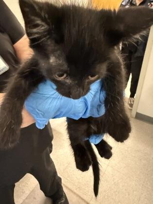 Enlarge Eucalyptus, a Adoptable mixed breed in Shreveport, LA image 2/2