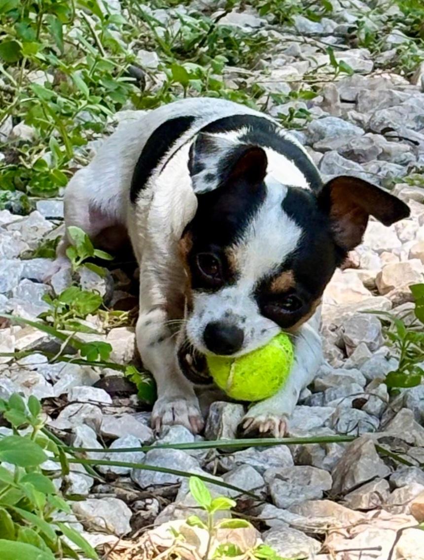 Enlarge Taco Bell, a ADOPTABLE Chihuahua in Gainesville, FL image 2/2