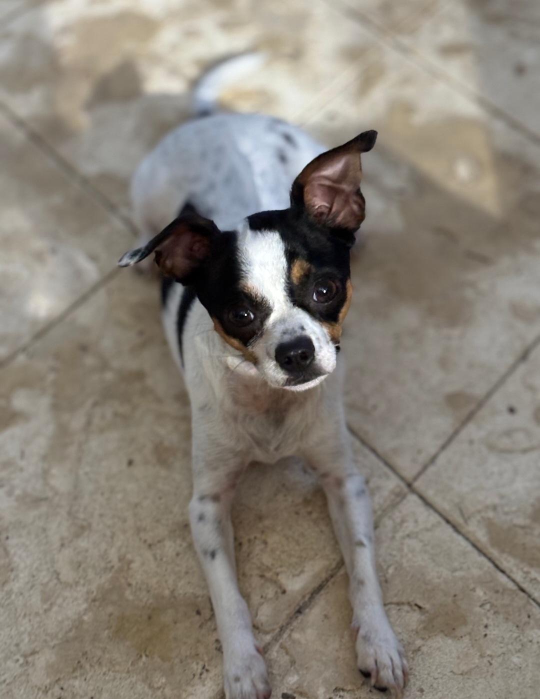 Enlarge Taco Bell, a ADOPTABLE Chihuahua in Gainesville, FL image 1/2