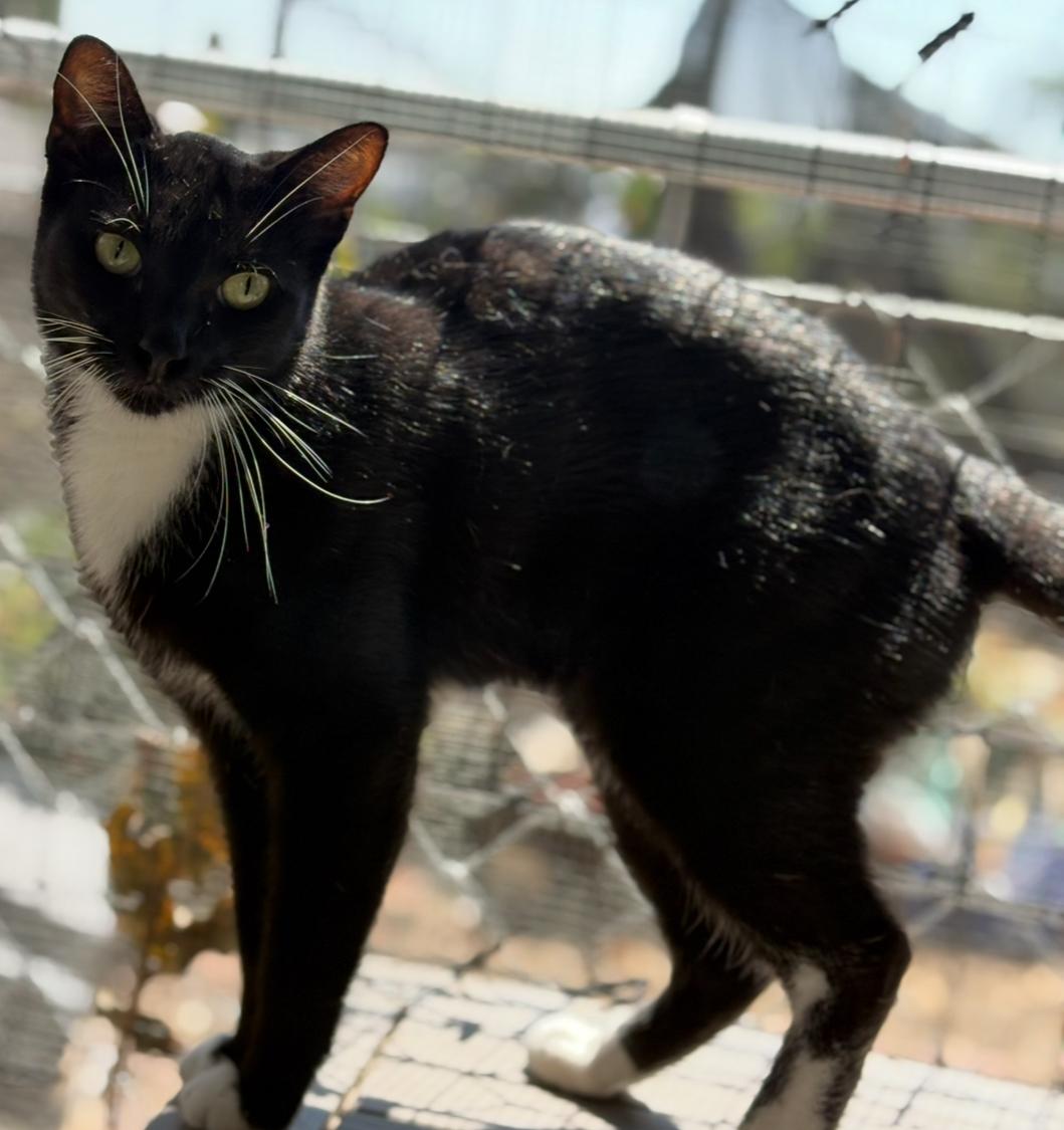 Rowen, Adoptable, Young Male Domestic Short Hair.