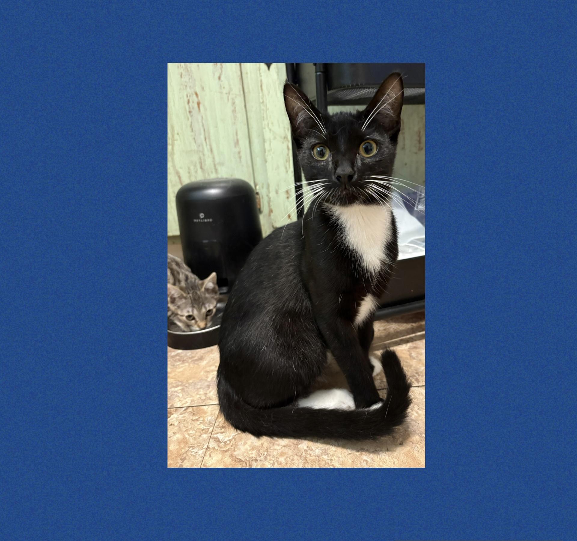 Rowen - bonded pair with Nico, Baby Male Domestic Short Hair