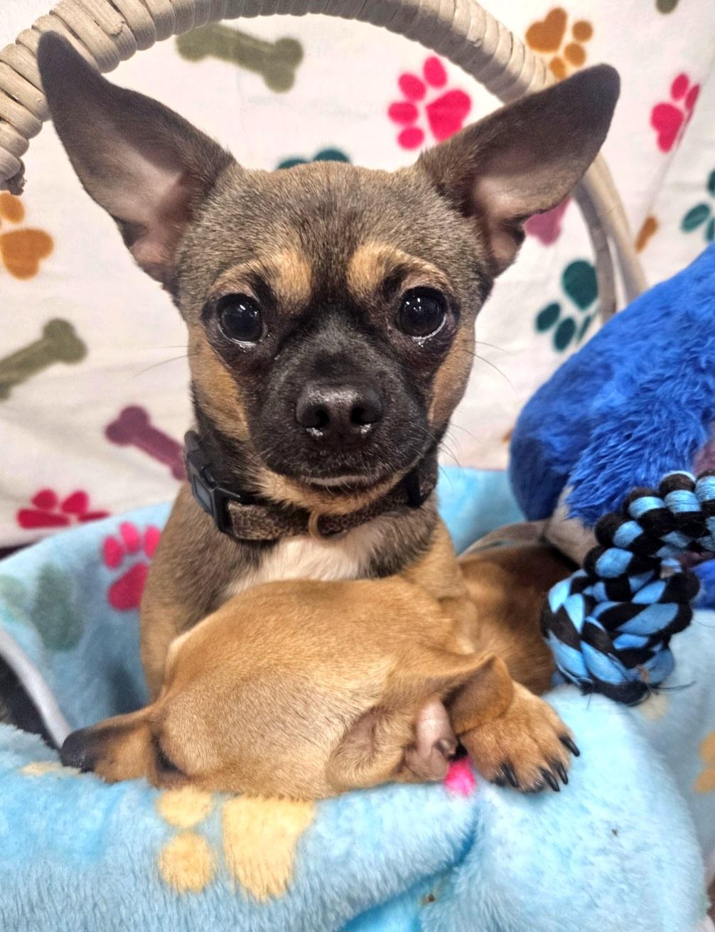 Nugget — thumbnail 4