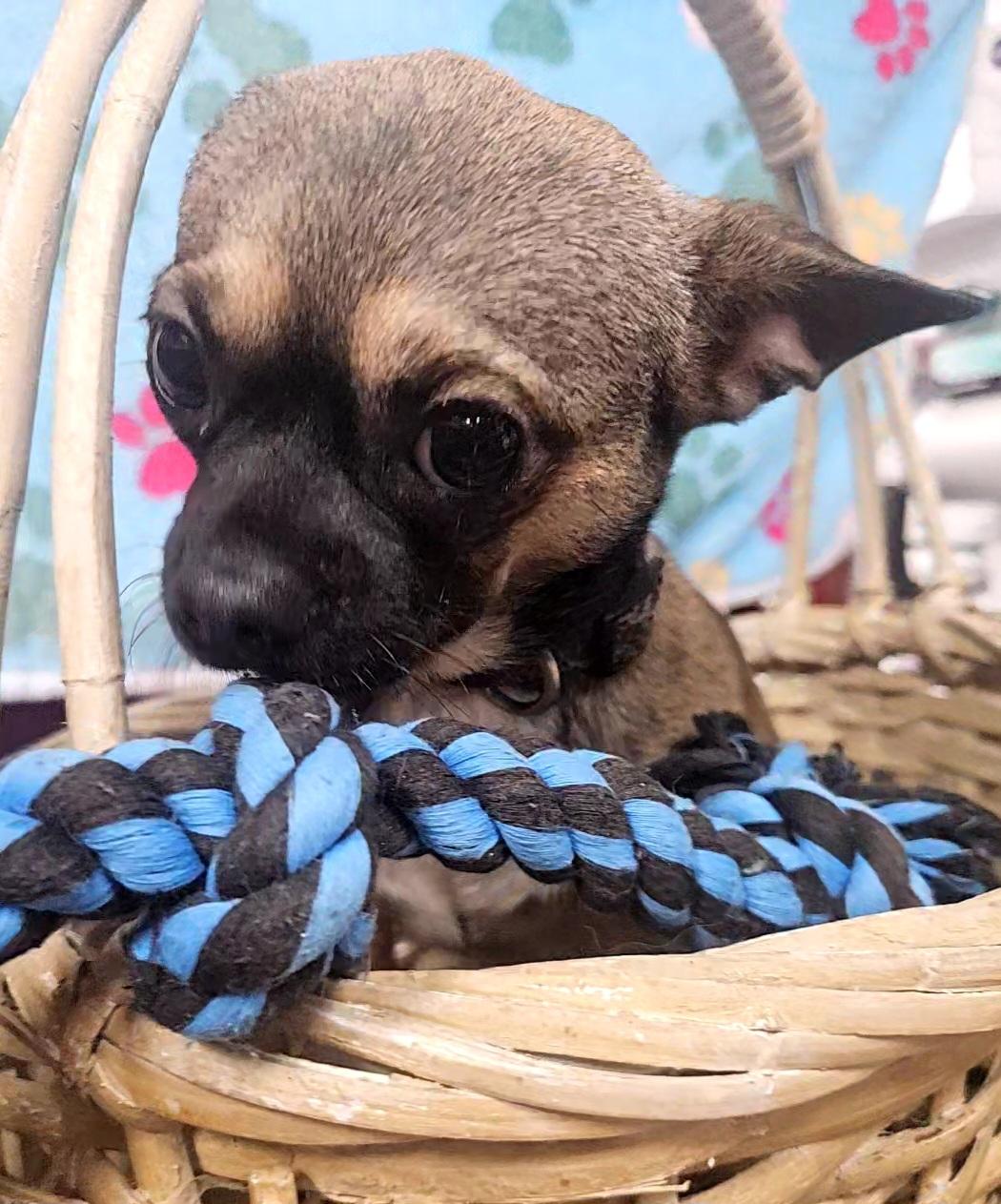 Nugget — thumbnail 5