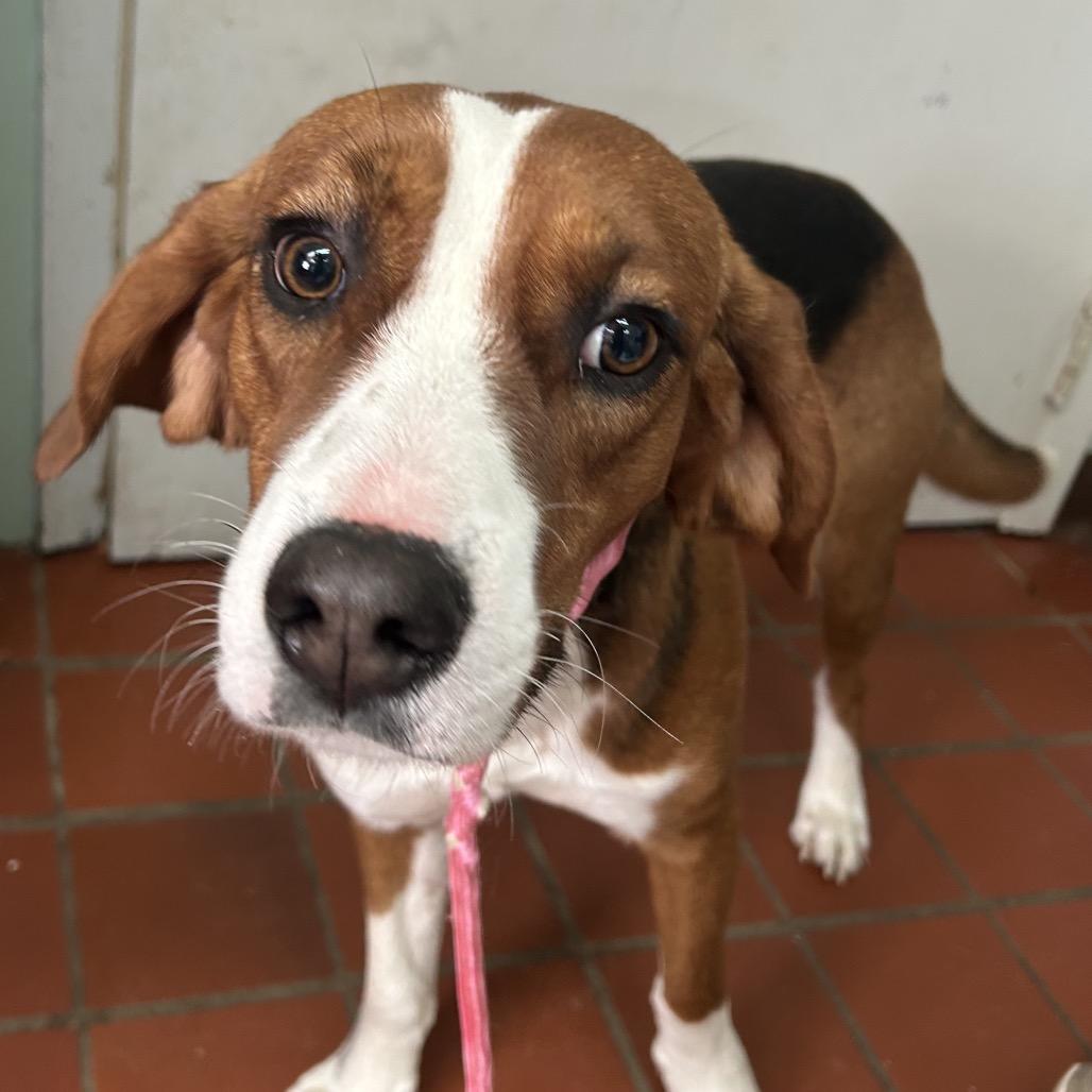 Snoopy, Adoptable, Young Male Beagle.