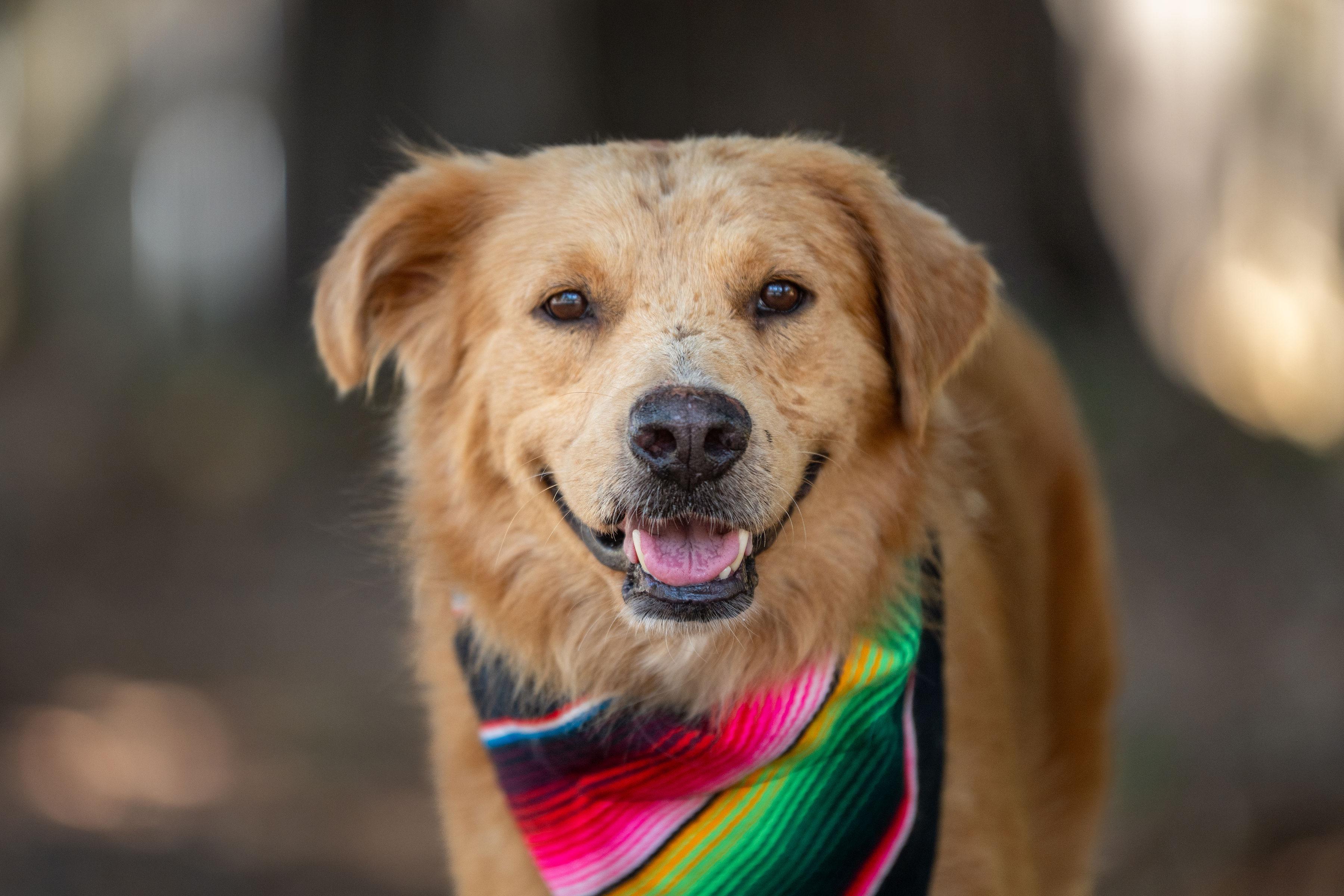 Fabio, Adoptable, Adult Male Golden Retriever.