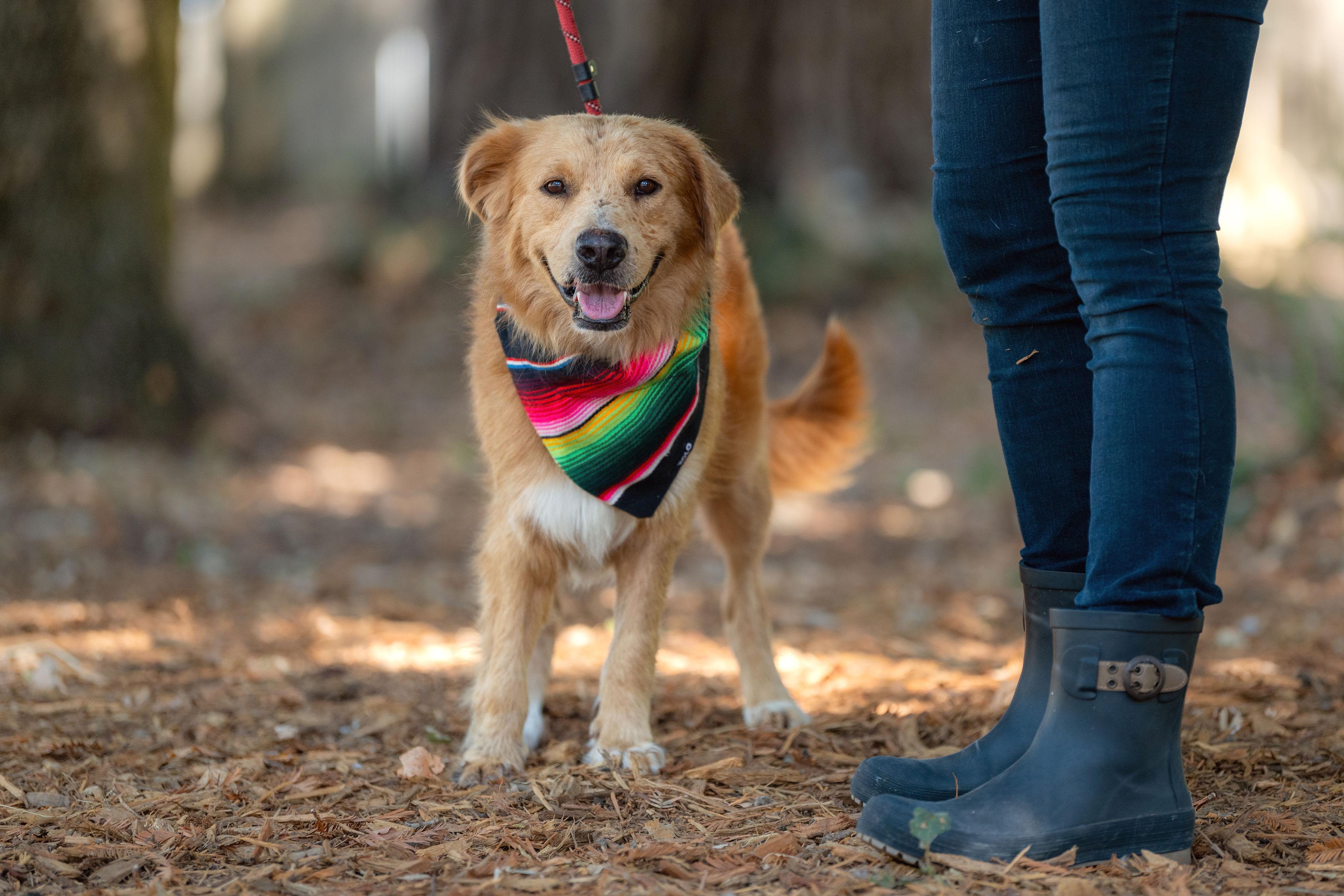 Fabio, a Adoptable mixed breed in Santa Rosa, CA image 4/4