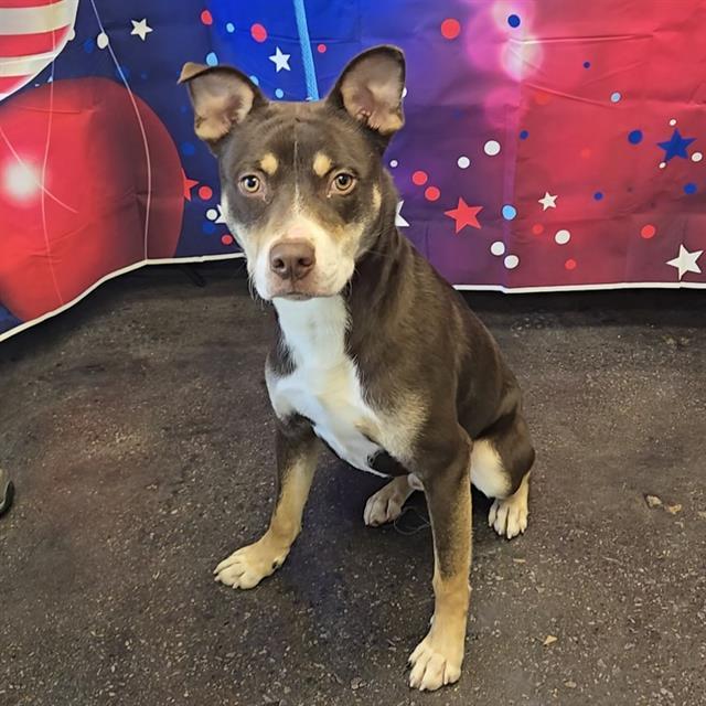 SPLASH, Adoptable, Young Male Australian Kelpie.