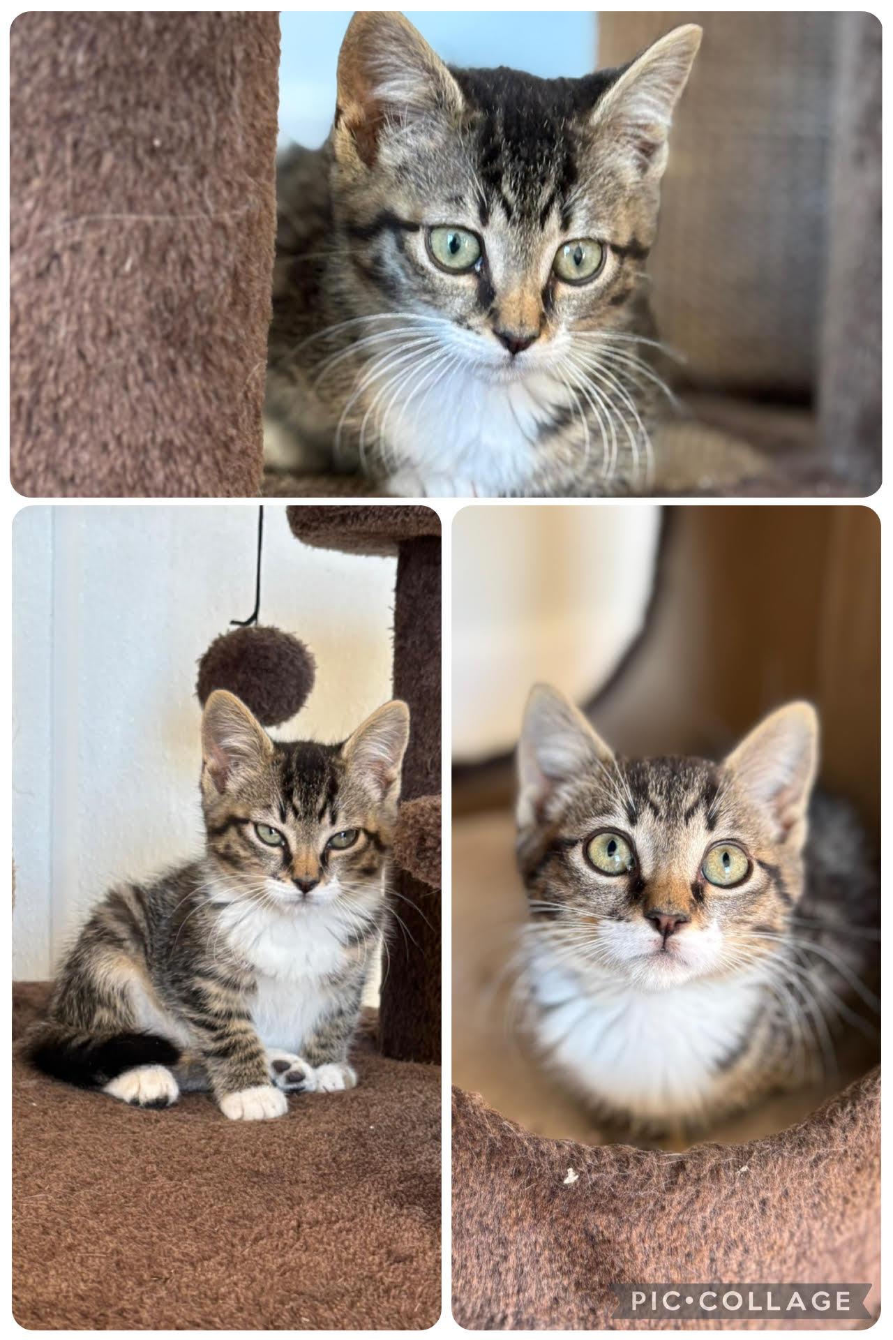 Rune, an adoptable Domestic Short Hair in Rock Springs, WY, 82901 | Photo Image 1