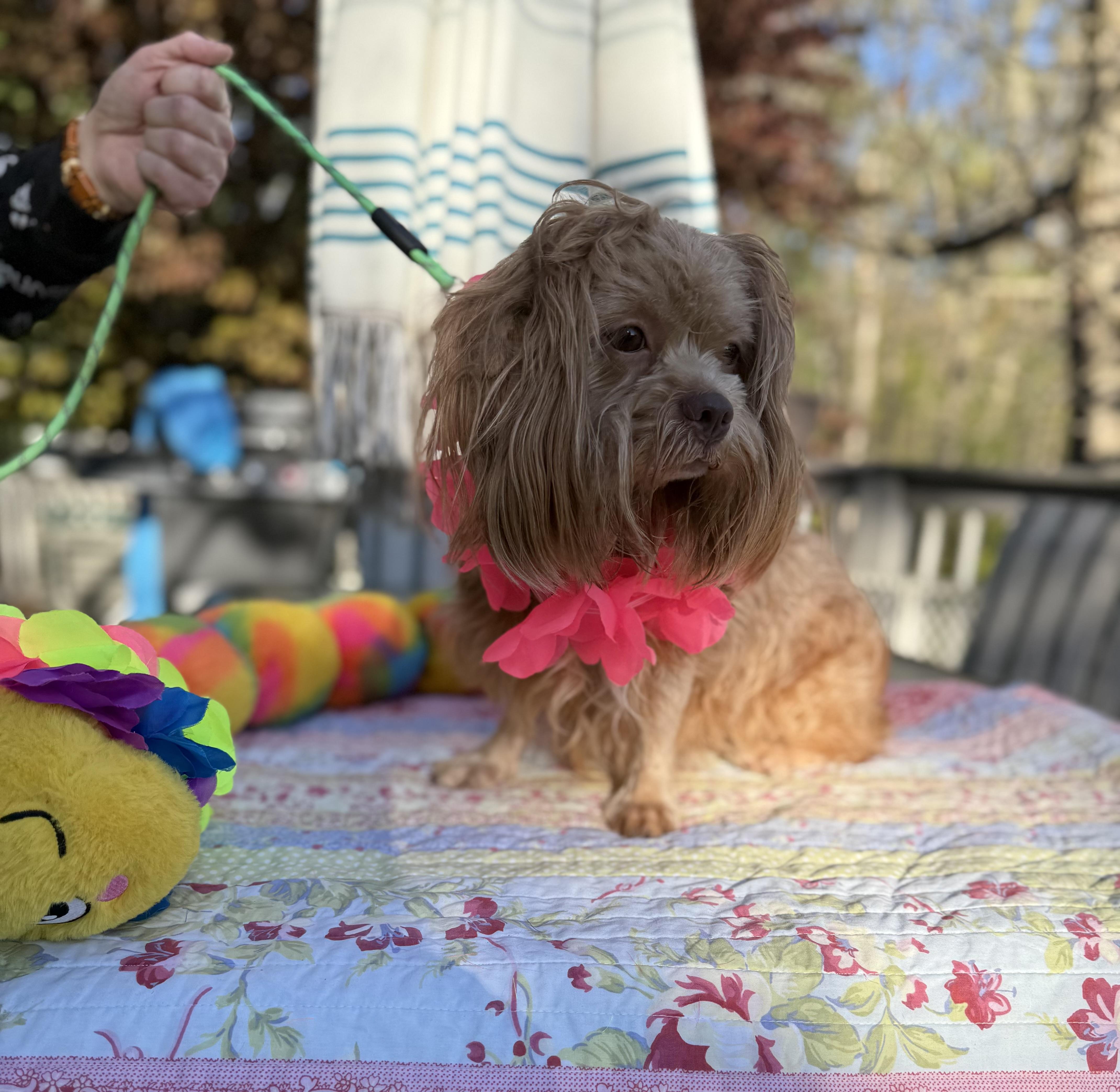 Cocoa, adopted, Young Female Shih Tzu & Lhasa Apso.
