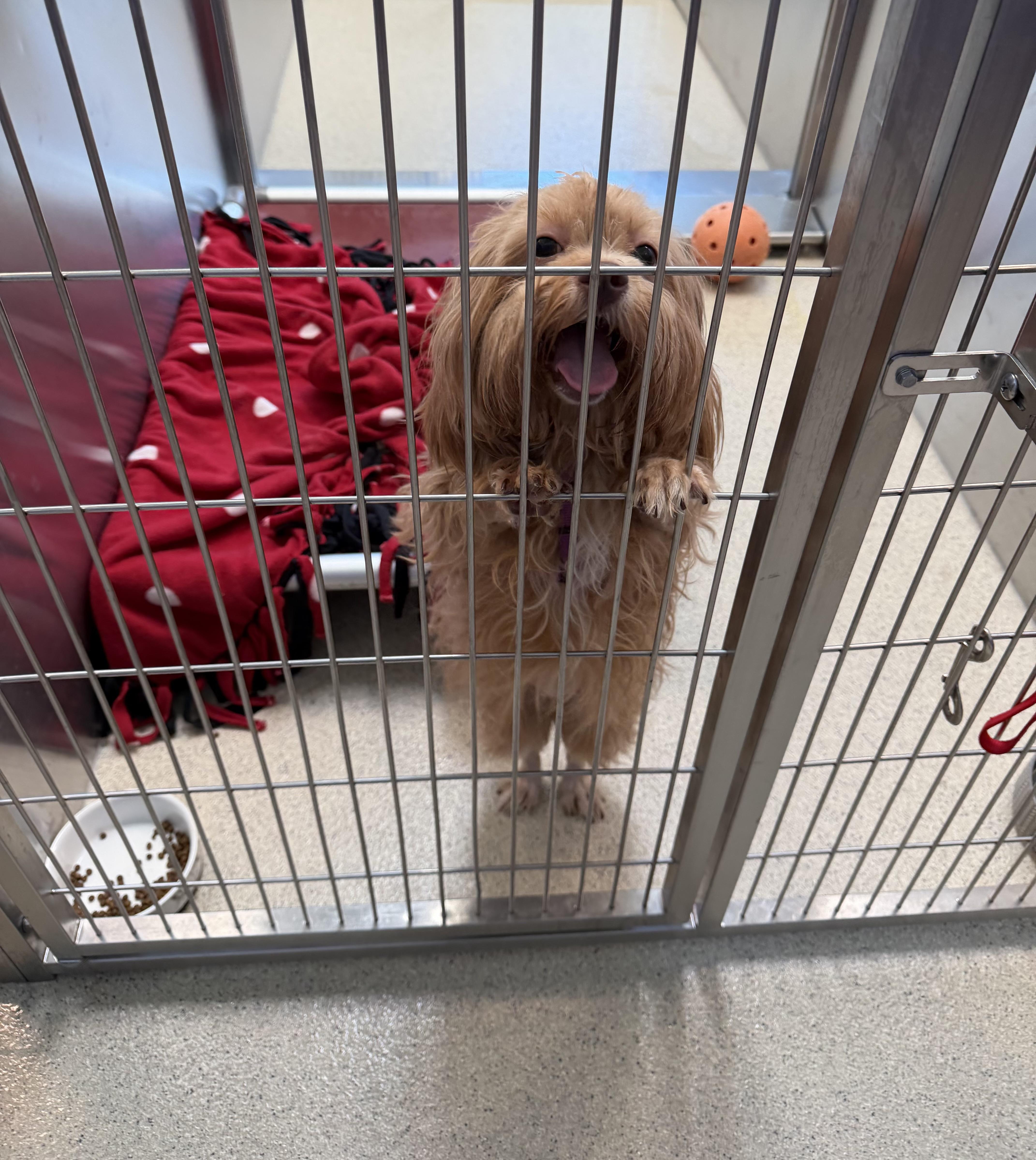 Cocoa, an adopted mixed breed in White Lake, MI image 2/6