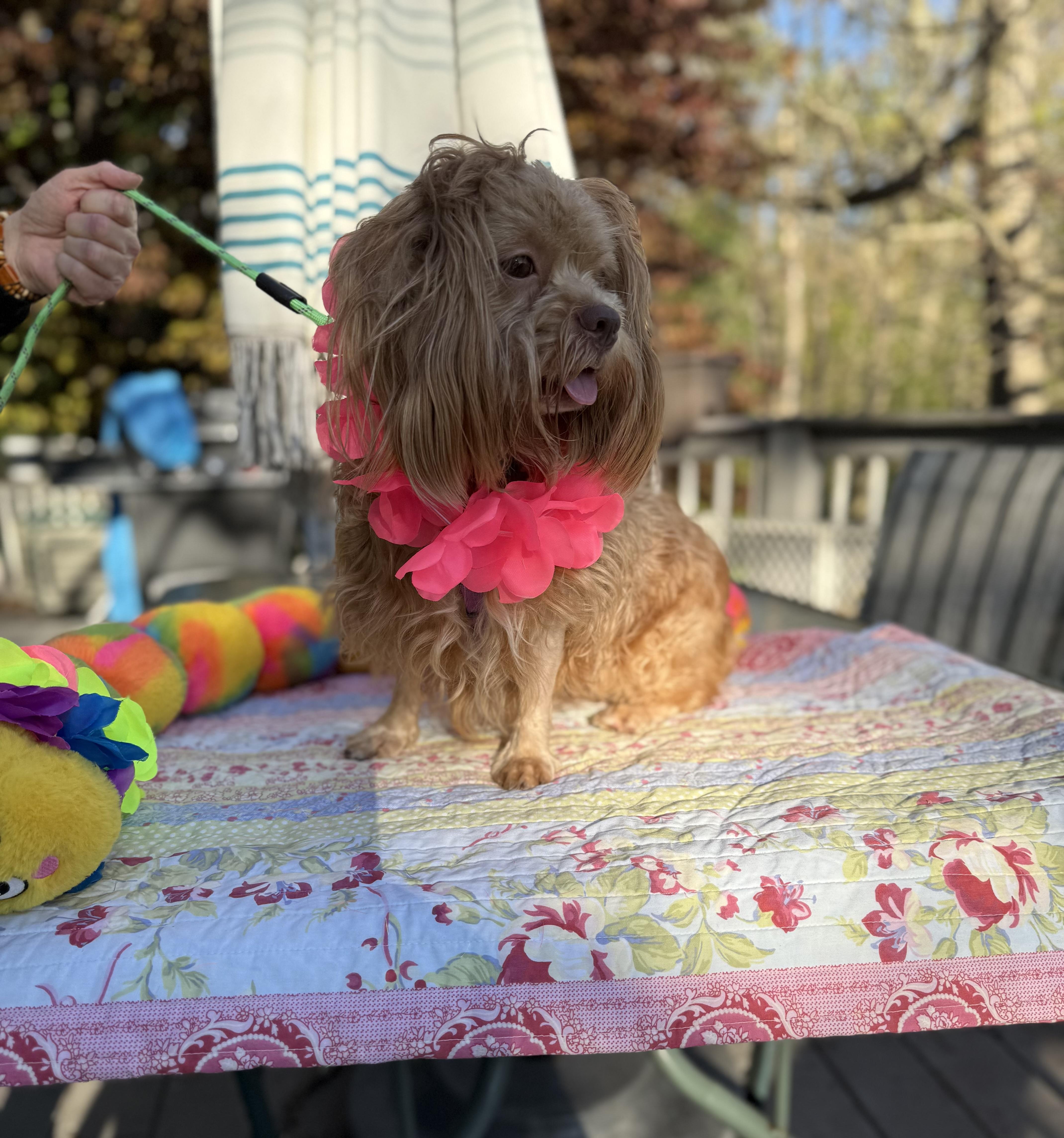 Cocoa, an adopted mixed breed in White Lake, MI image 5/6