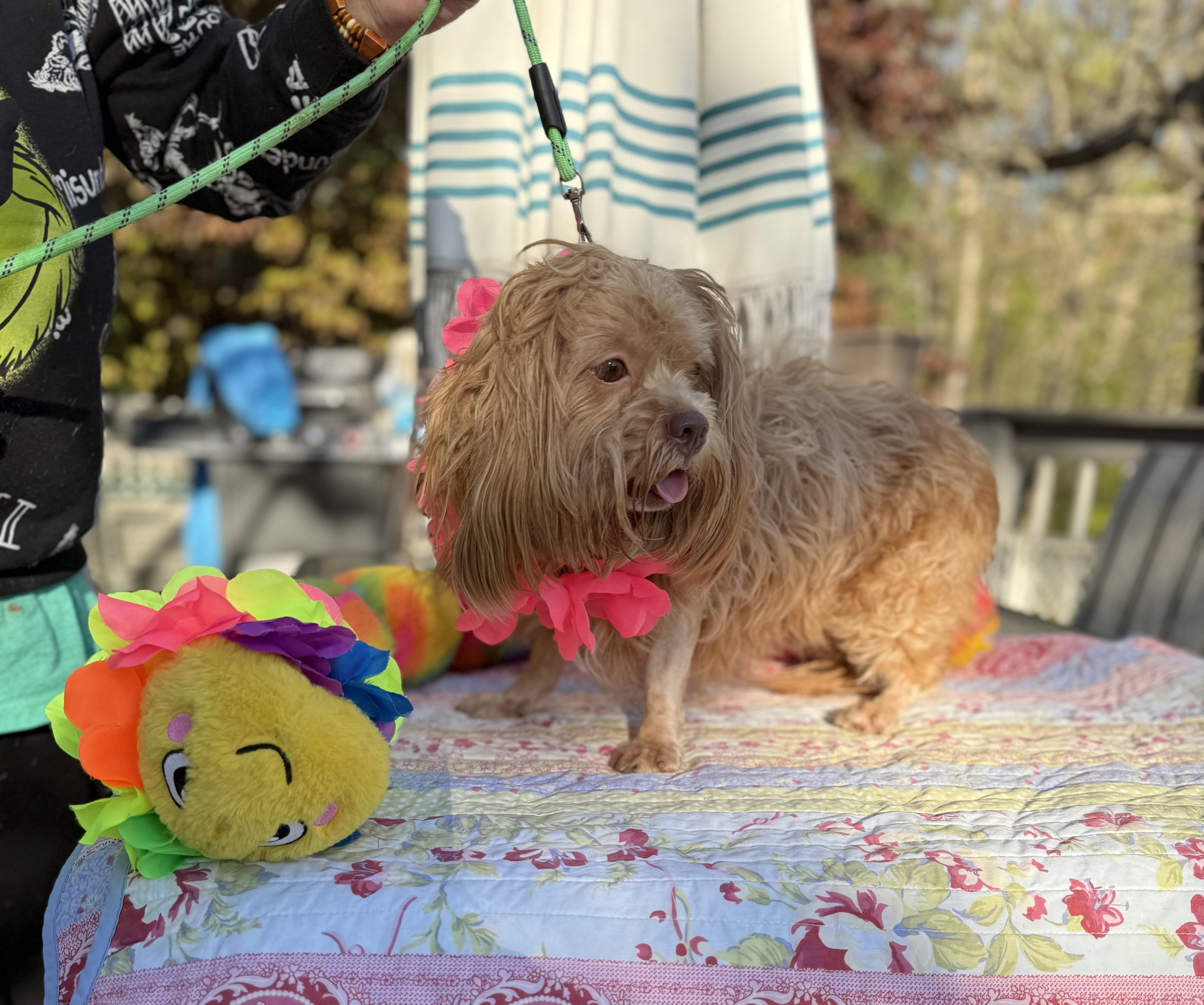 Cocoa, an adopted mixed breed in White Lake, MI image 3/6