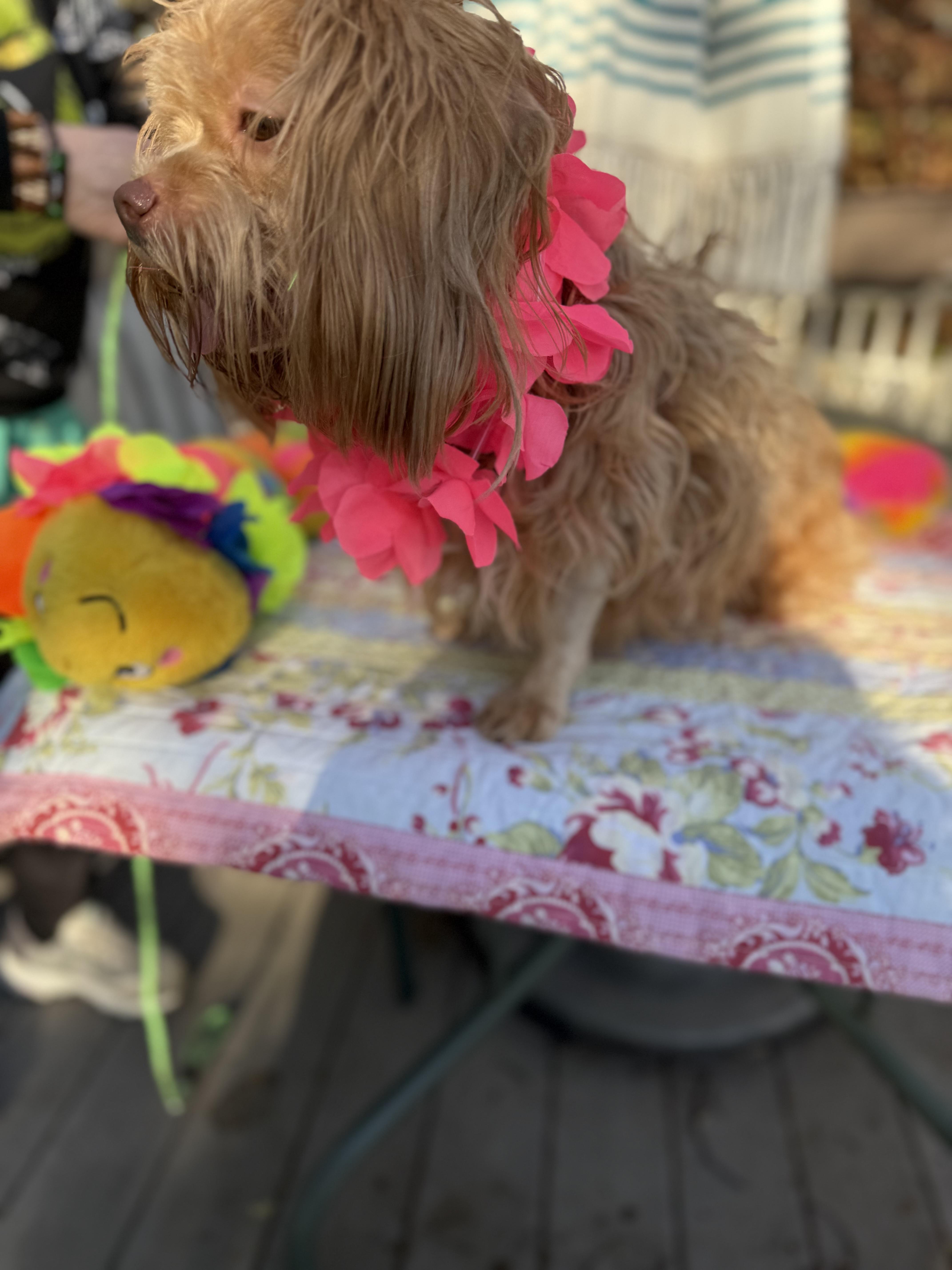 Cocoa, an adopted mixed breed in White Lake, MI image 6/6