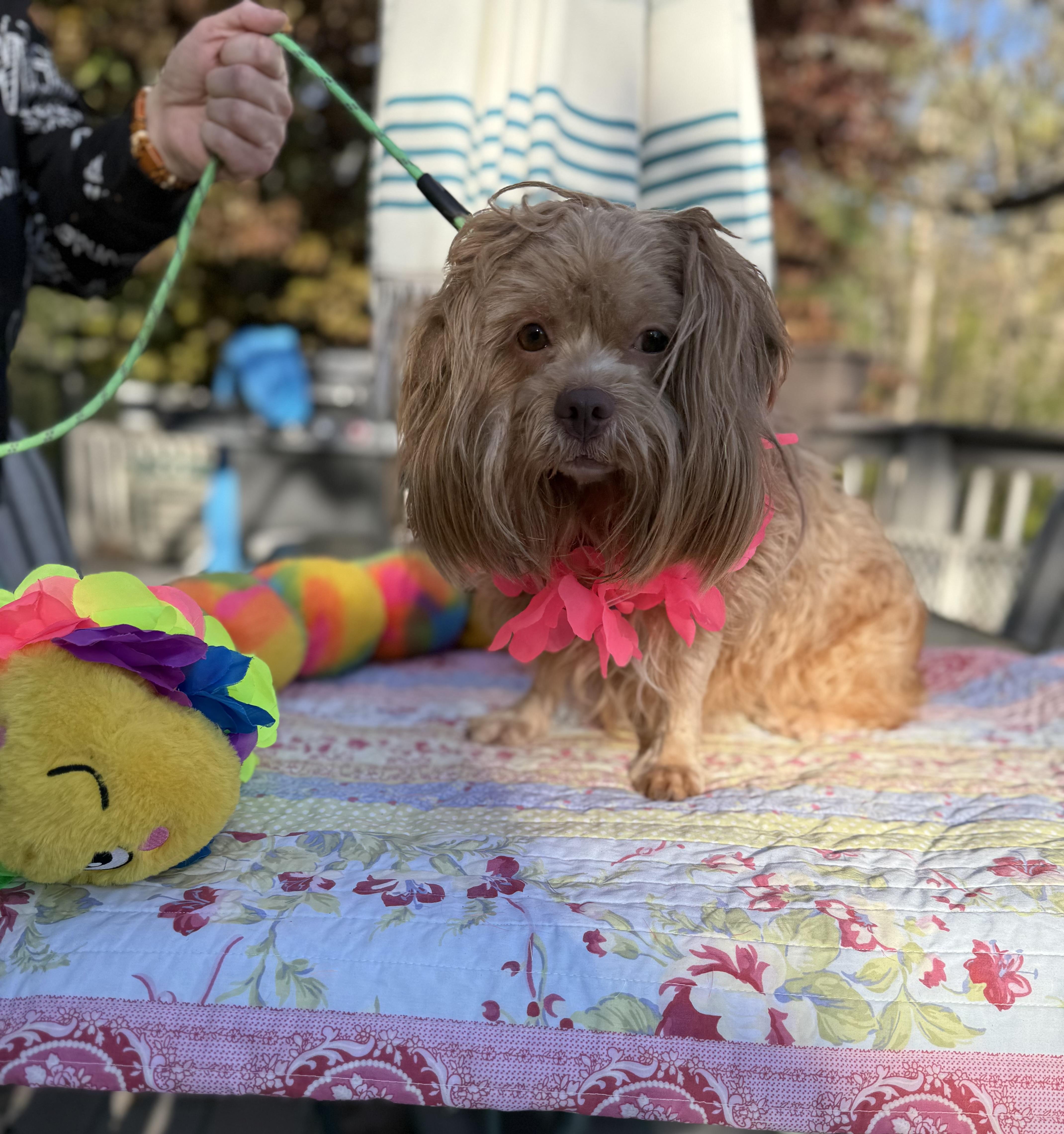 Cocoa, an adopted mixed breed in White Lake, MI image 4/6