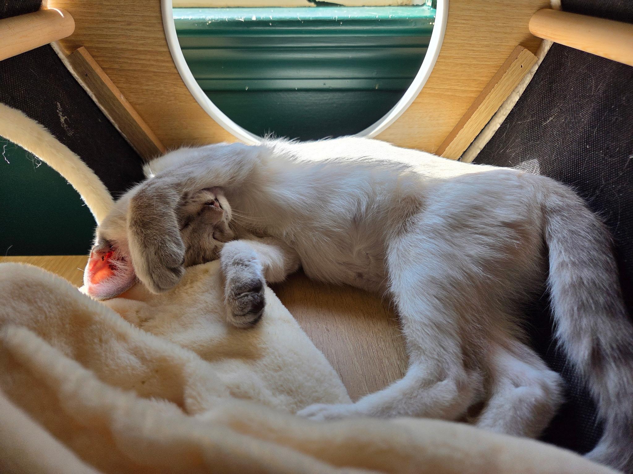 Enlarge Olive Oyl, a Adopted Siamese in Holly, MI image 2/2