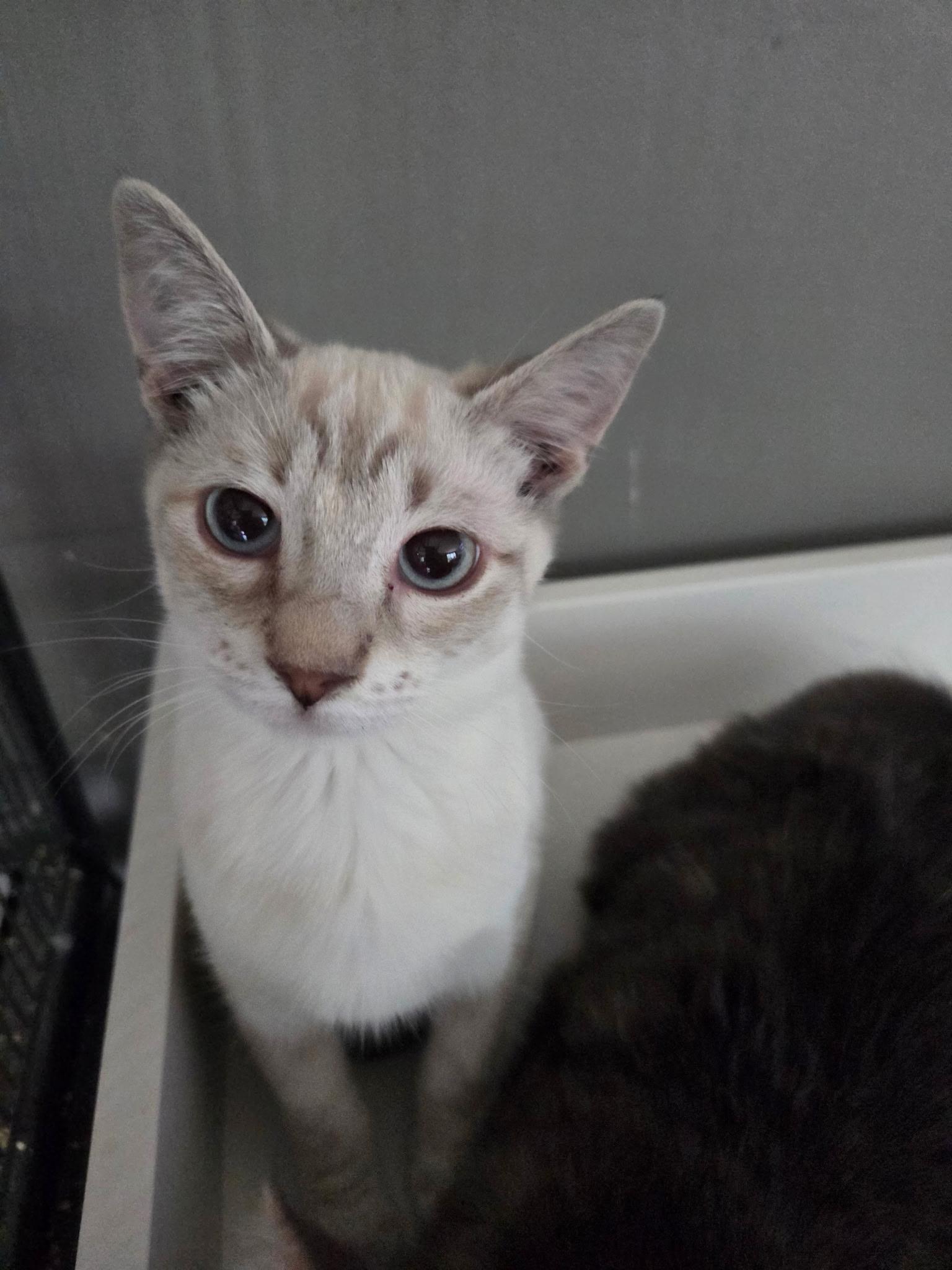 Olive Oyl, Adopted, Young Female Siamese.
