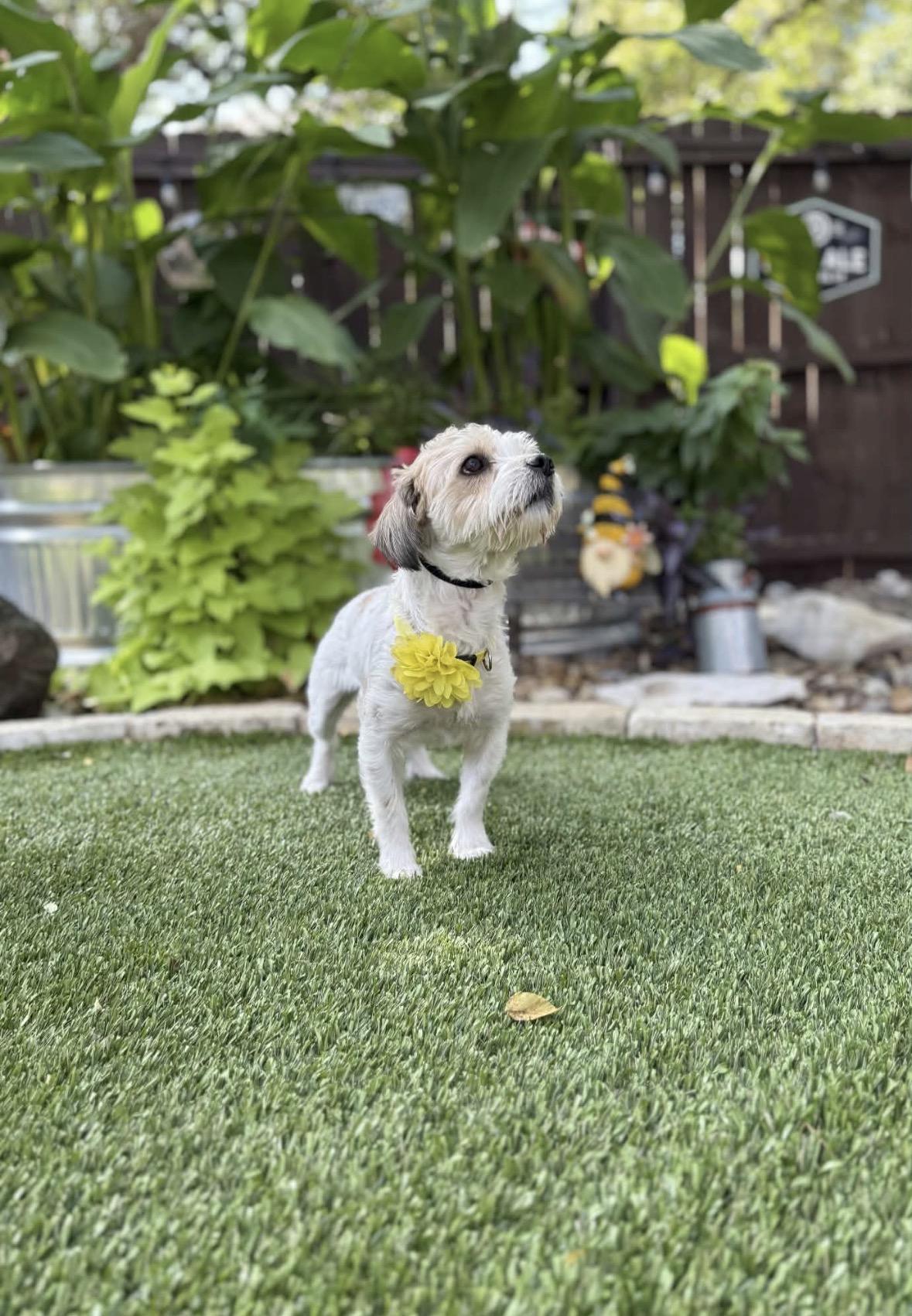 Enlarge Charlie, a Adoptable Shih Tzu in Kennewick, WA image 5/5