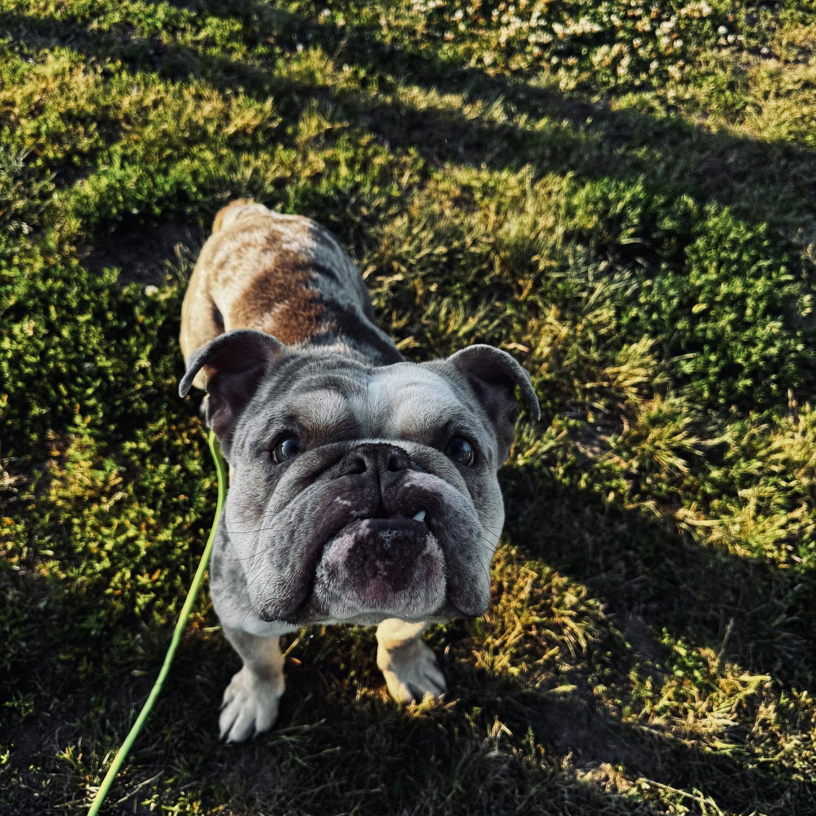 Hootie, Adoptable, Adult Male English Bulldog.