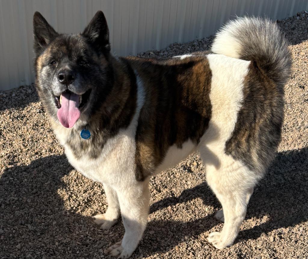 Enlarge JJ ll, a Adoptable Akita in Hot Springs, SD image 1/2