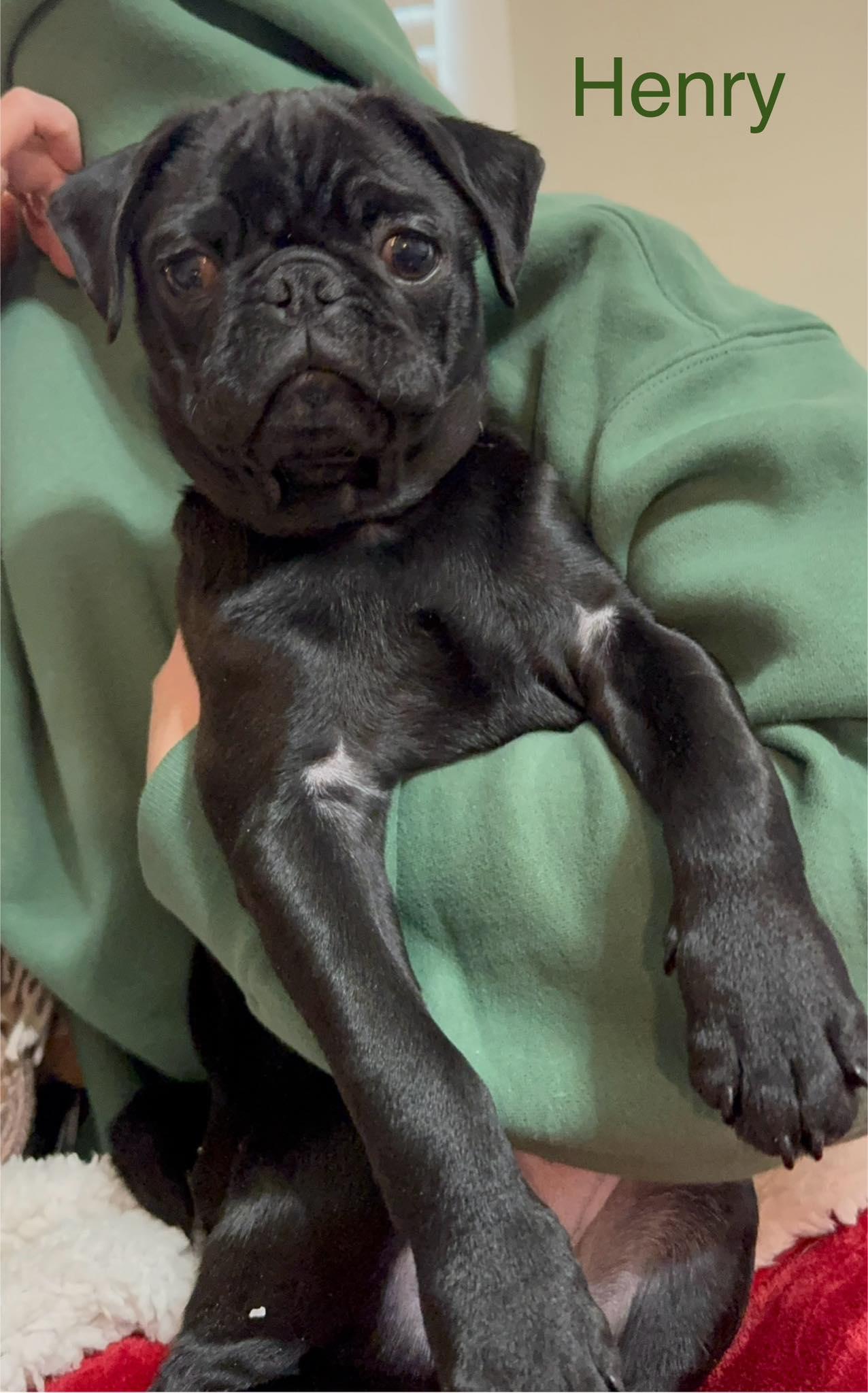 Henry , adopted, Puppy Male Pug.