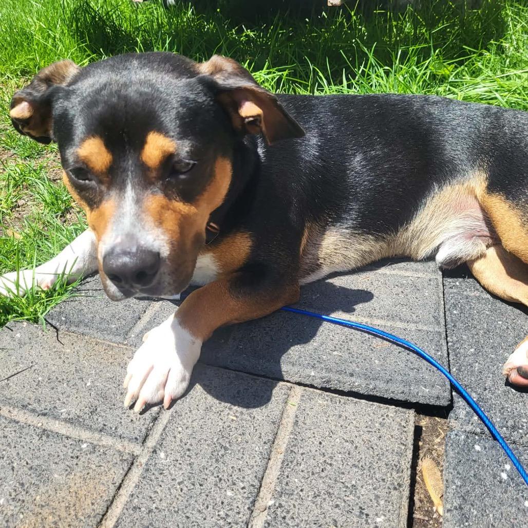 Enlarge Milo, a Adoptable mixed breed in Tomah, WI image 3/6