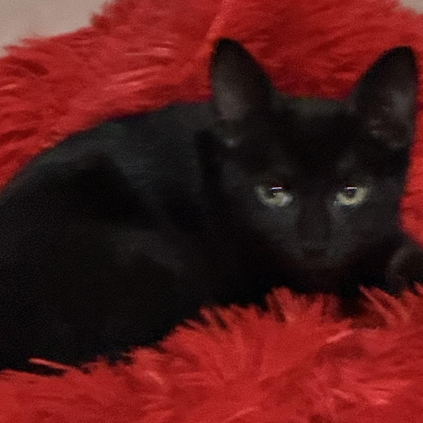 Enlarge Black Bean adolescent about five months, a Adoptable Bombay in Kissimmee, FL image 6/6