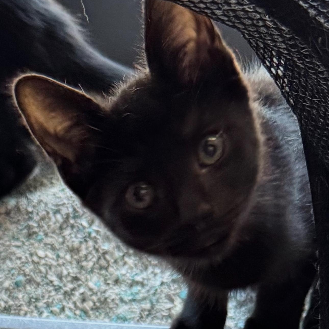 Enlarge Black Bean adolescent about five months, a Adoptable Bombay in Kissimmee, FL image 3/6