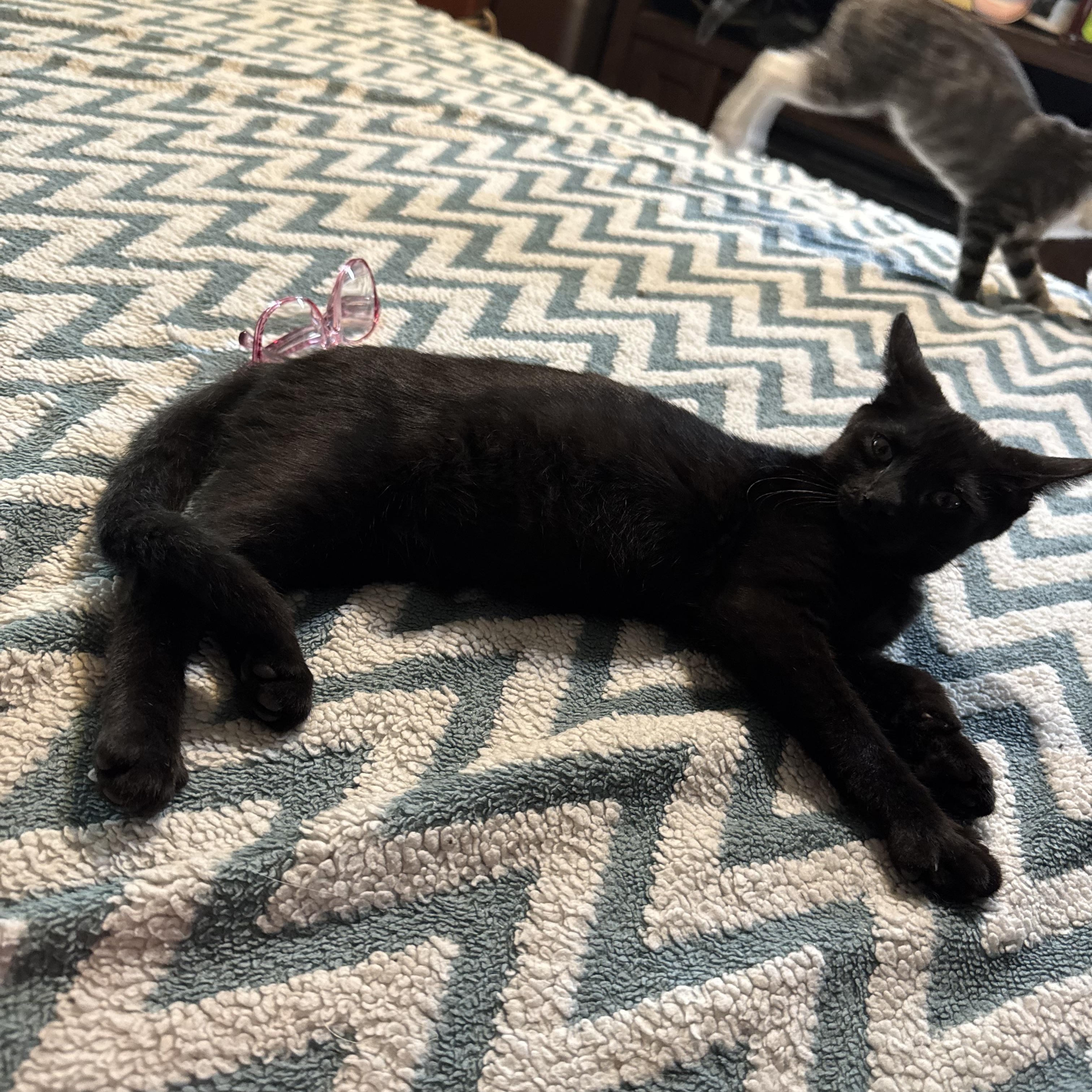 Enlarge Black Bean adolescent about five months, a Adoptable Bombay in Kissimmee, FL image 4/6