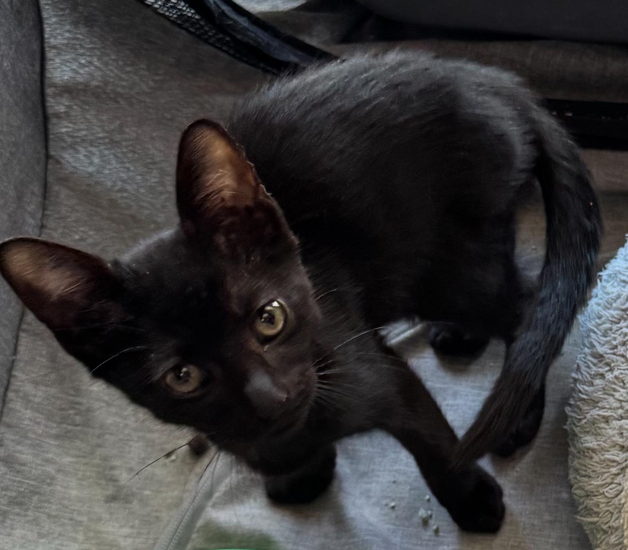 Black Bean kitten