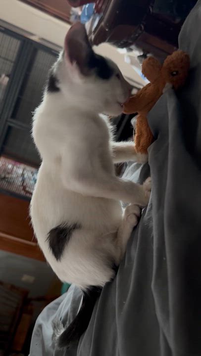 Enlarge Black Bean adolescent about five months, a Adoptable Bombay in Kissimmee, FL video 2/6