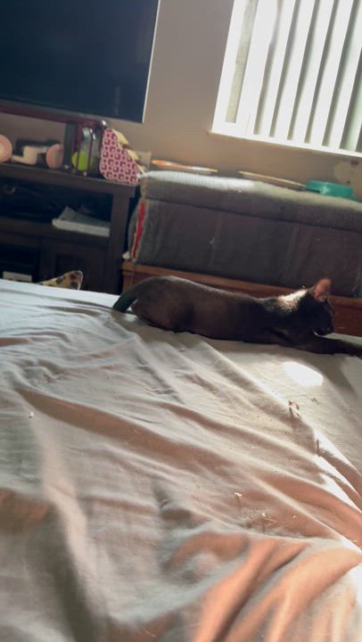 Enlarge Black Bean adolescent about five months, a Adoptable Bombay in Kissimmee, FL video 5/6