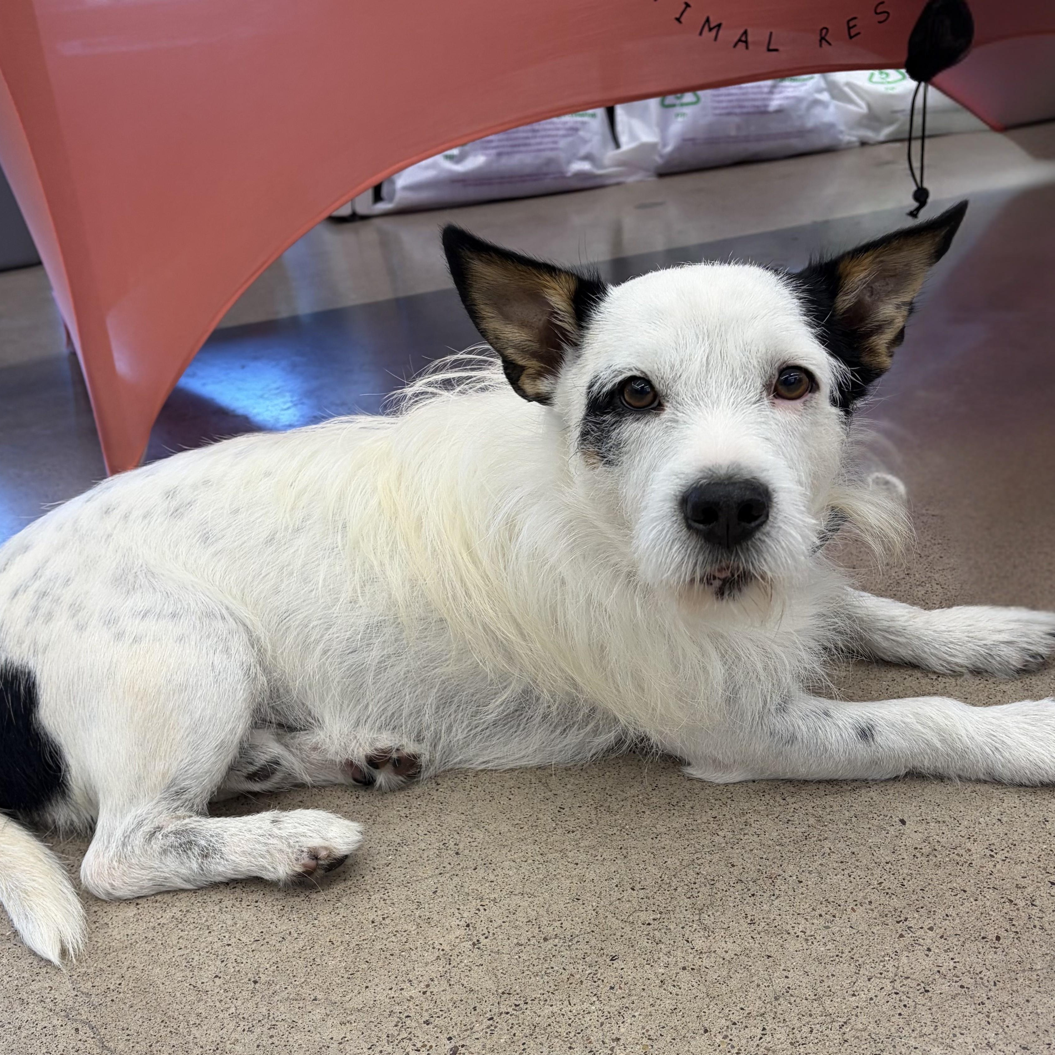 Jedi, a Adoptable mixed breed in Phoenix, AZ image 4/4