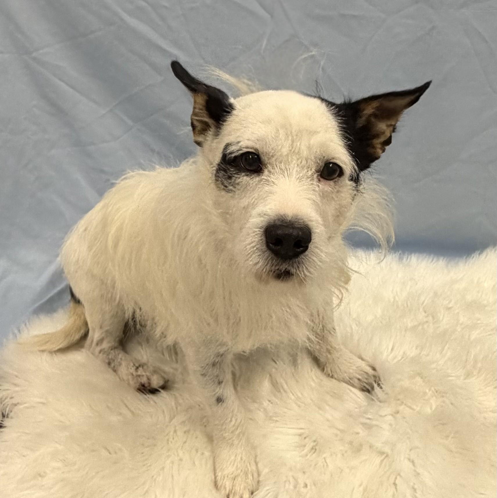 Jedi, Adoptable, Adult Male Terrier.